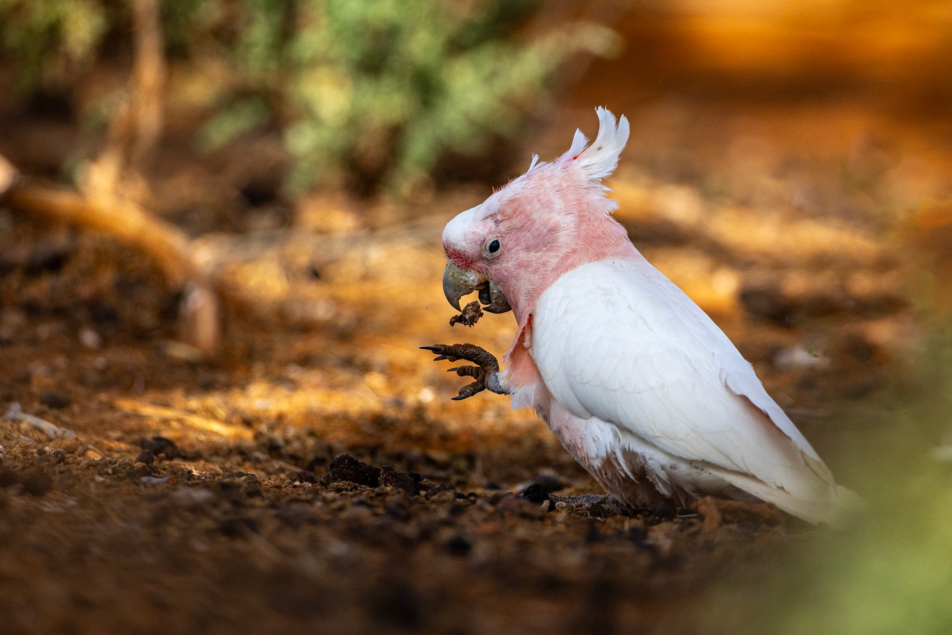 Pink cockatoo, Mt Ives, Port Augusta, South Australia