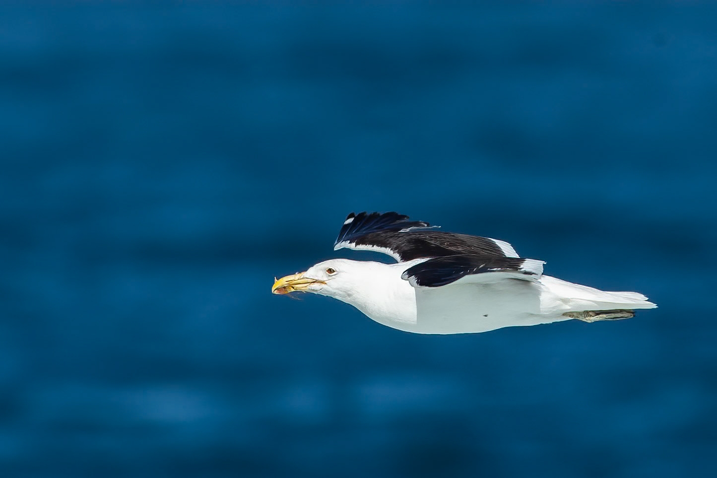 Kelp gull, Vinã del Mar, Chilé