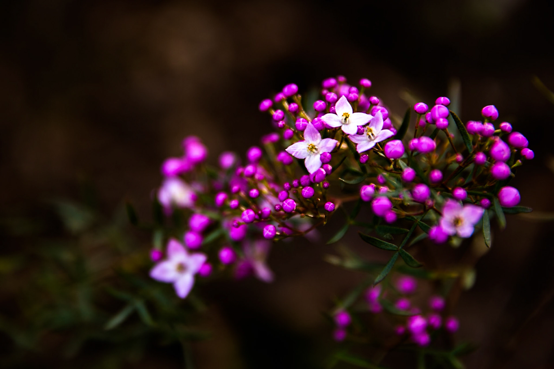 Started at the Scenic Railway and descended via Furber Steps to Federal Pass. Traversed Federal Pass past the lower station of Scenic Railway; through the landslide area; past the bottom of Golden Stairs as far as Ruined Castle.  Lunch on top Ruined Castle then completed a circuit around Ruined Castle back to Federal Pass.  Retraced our steps to Golden Stairs which we took up to Narrow Neck. Notes by Peter Watt.