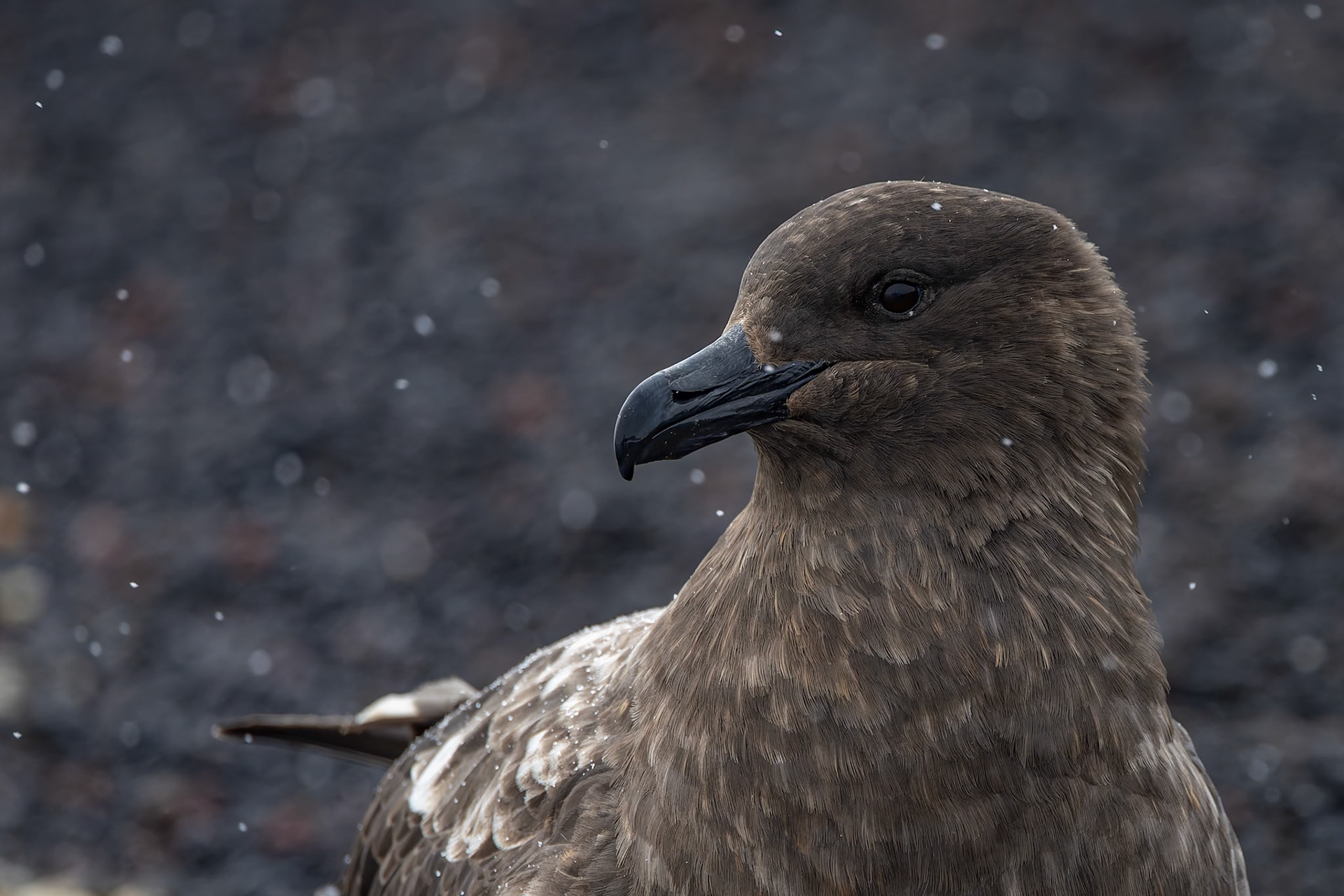 Brown skua, Whaler's Bay, Deception Island