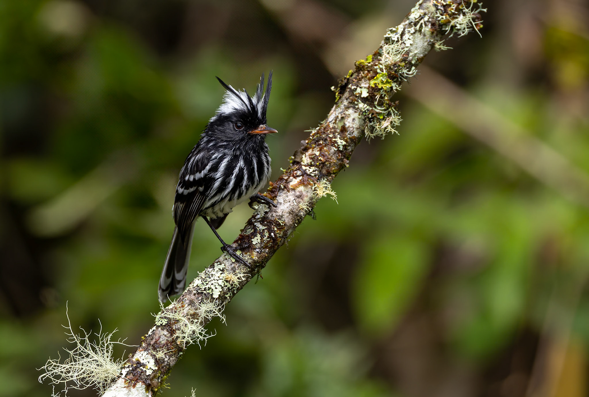 Black-crested tit-tyrant, Urraca Lodge, Jorupe National Park, Ecuador