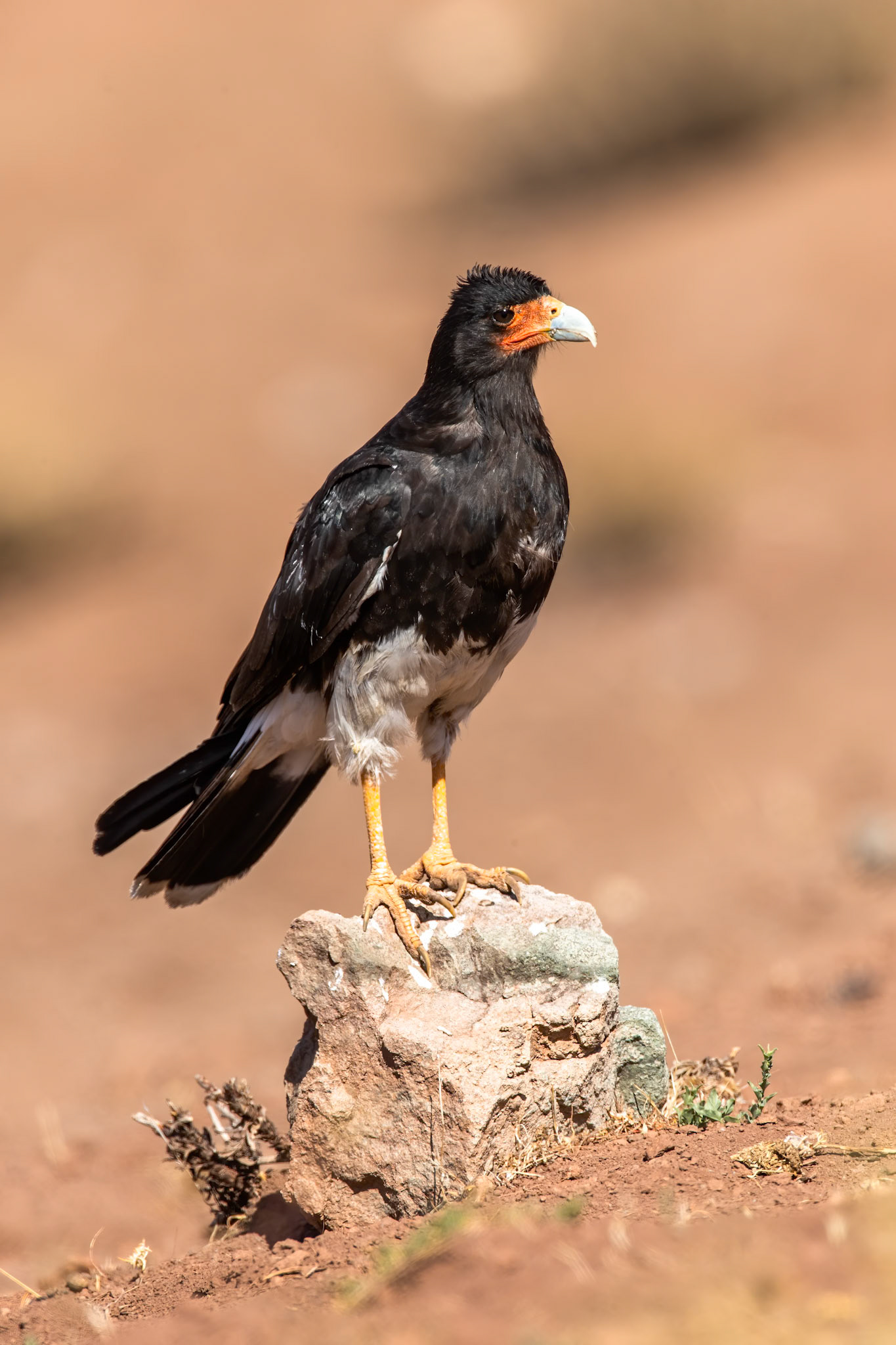 Mountain caracara, Santiago, Chilé
