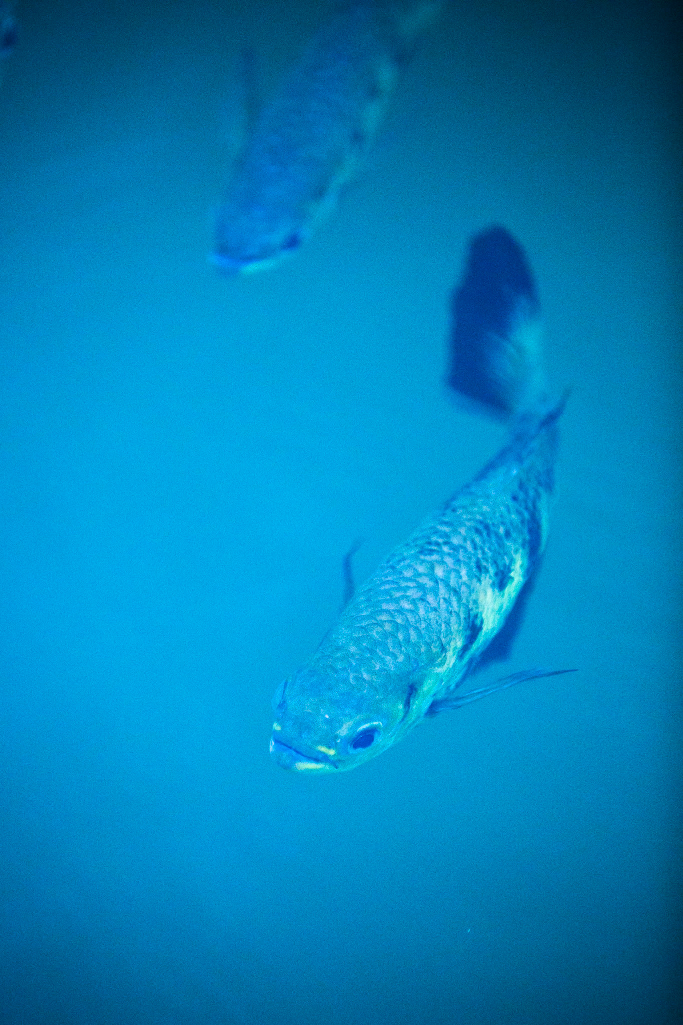 Archer fish, Chamberlain George, El Questro Wilderness Park, The Kimberly, Western Australia