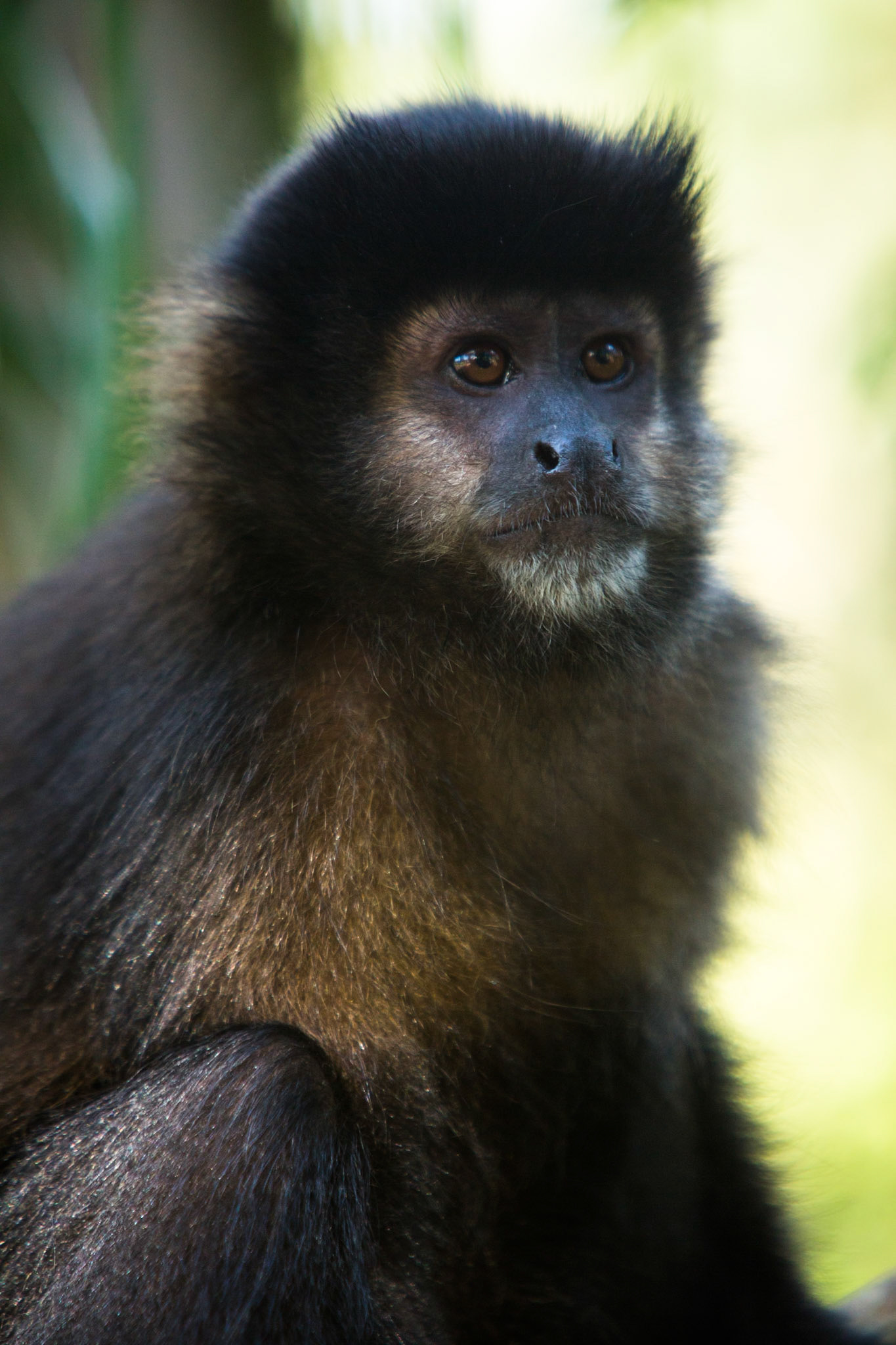 Capuchin monkey, Iguassu Falls, Brazil and Argentina