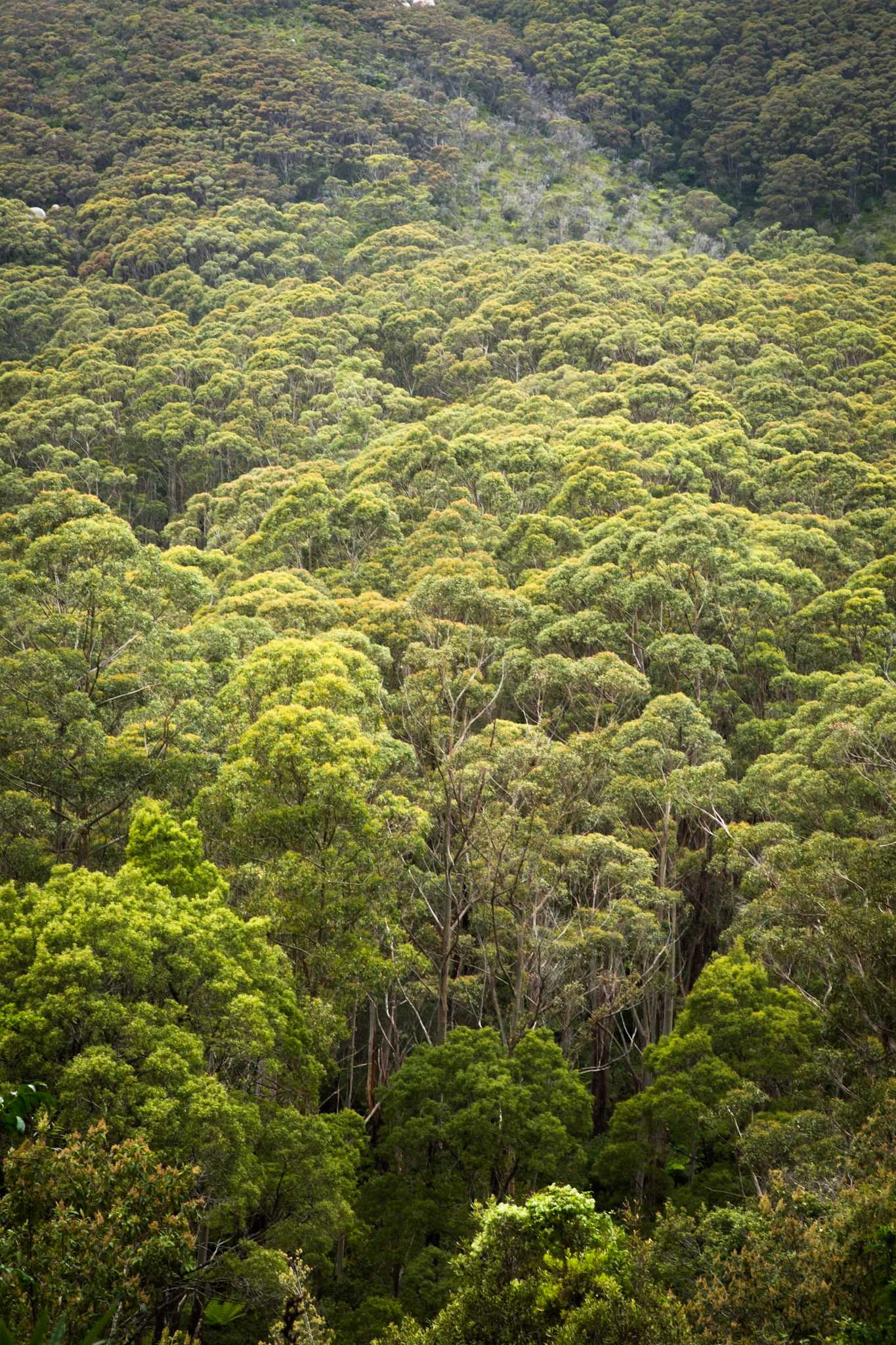 Telegraph Saddle carpark via Windy Saddle and Ferny Glade to Sealers Cove / beach (lunch and return.