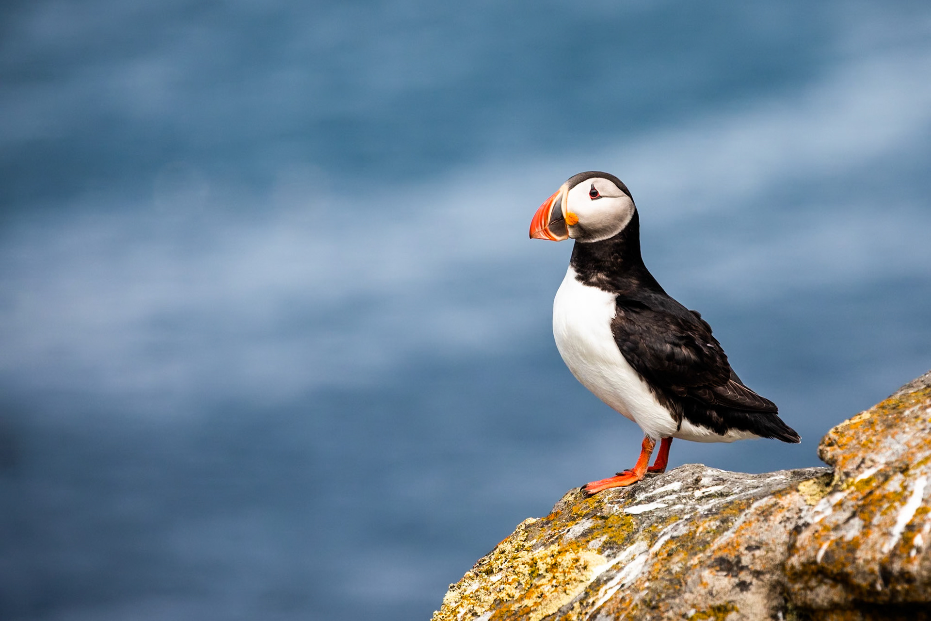 Atlantic puffin, Flatey island, Breiðafjörður, Iceland