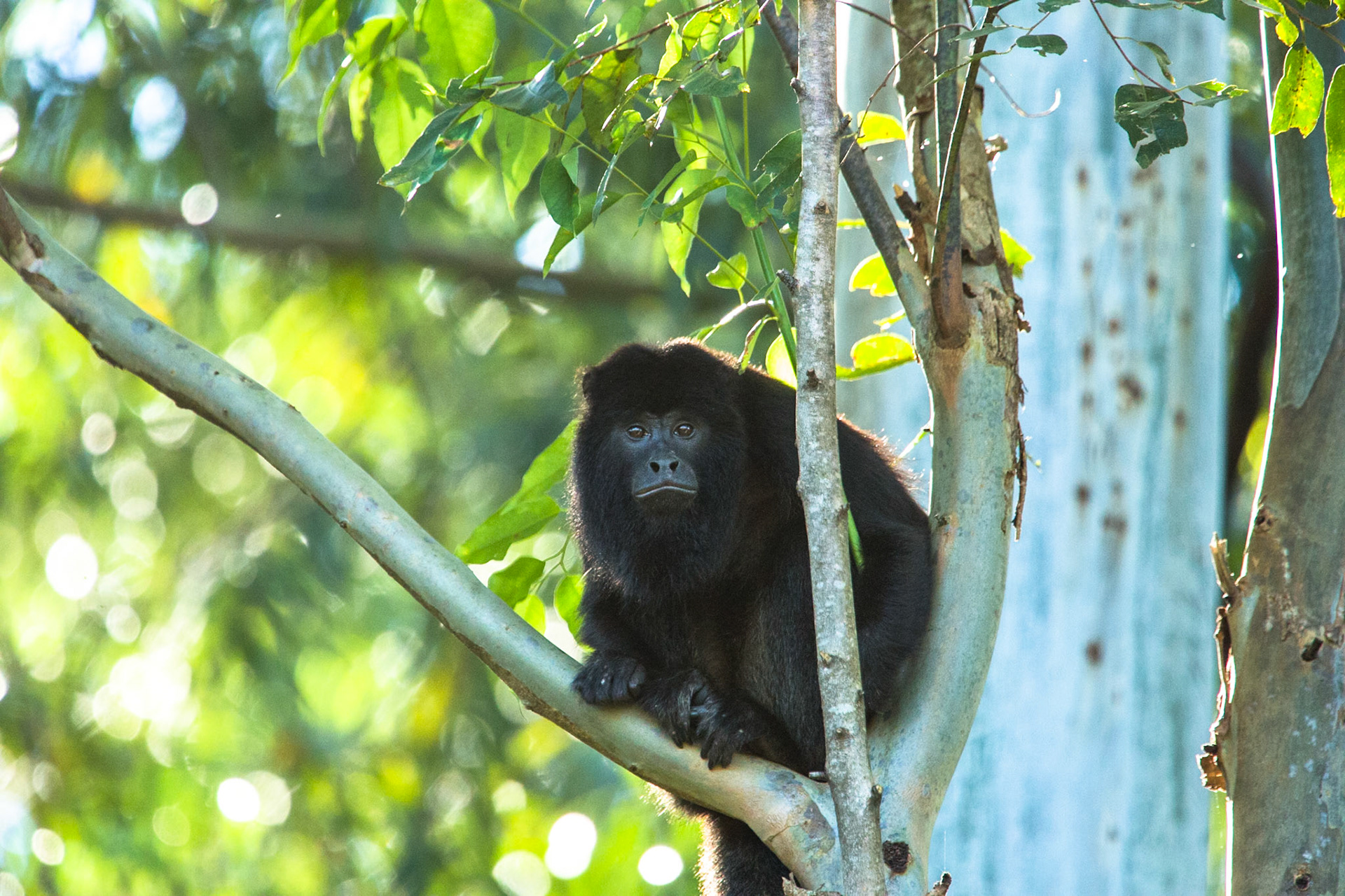 Howler monkey, Puerto Valle Esteros, Ibera wetlands, Corrientes, Argentina
