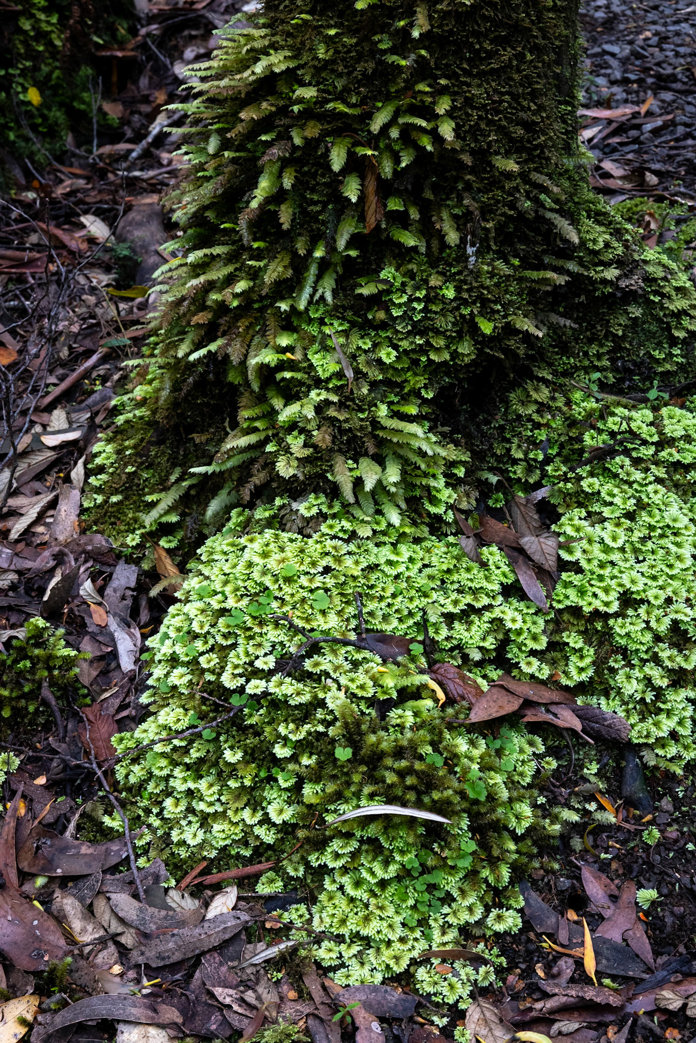 Three Capes Track, Cape Pillar Lodge to Cape Hauy and Fortescue Bay, Tasmania