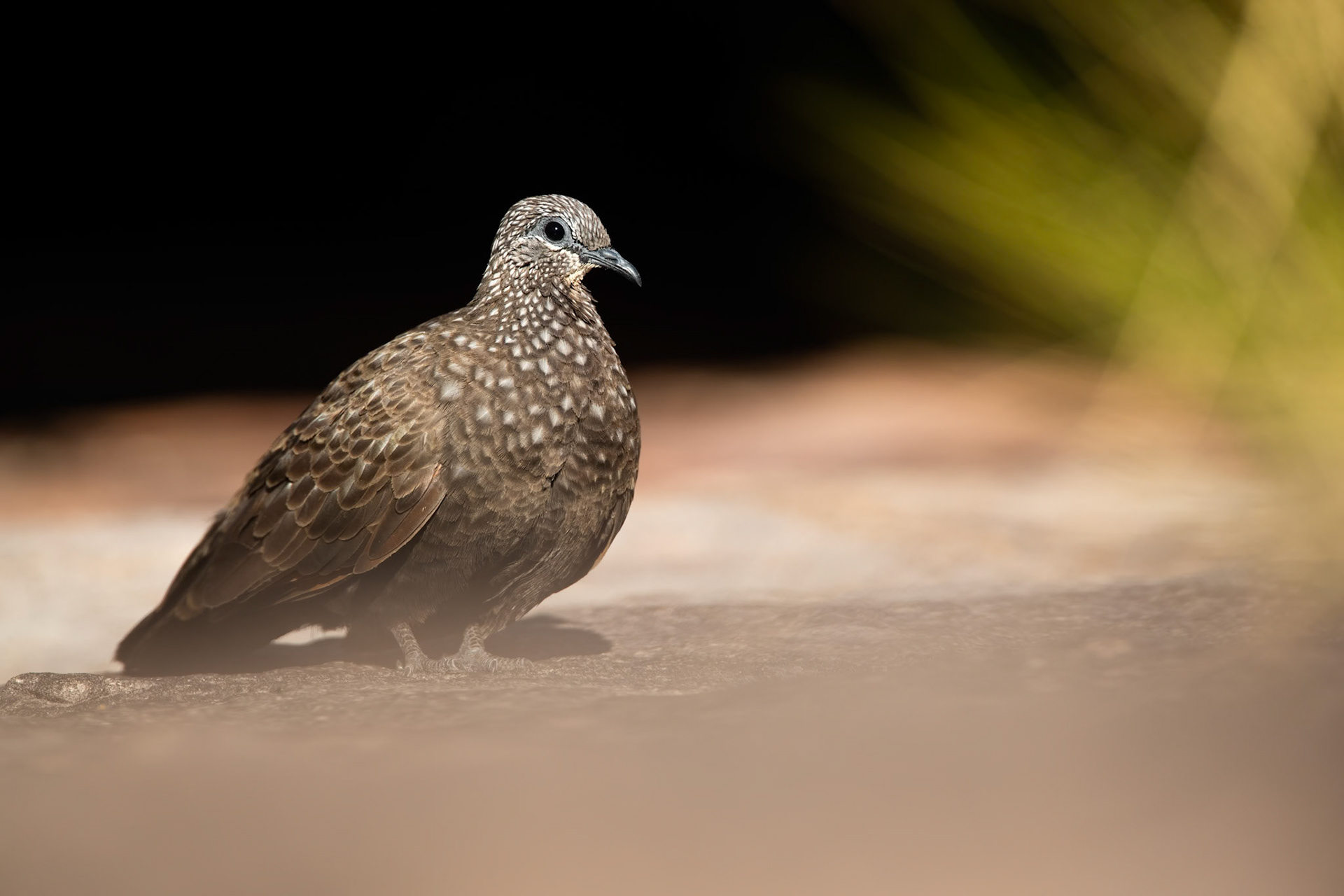 Chestnut-quilled rock-pigeon, Nourlangie, Kakadu, Northern Territory, Australia
