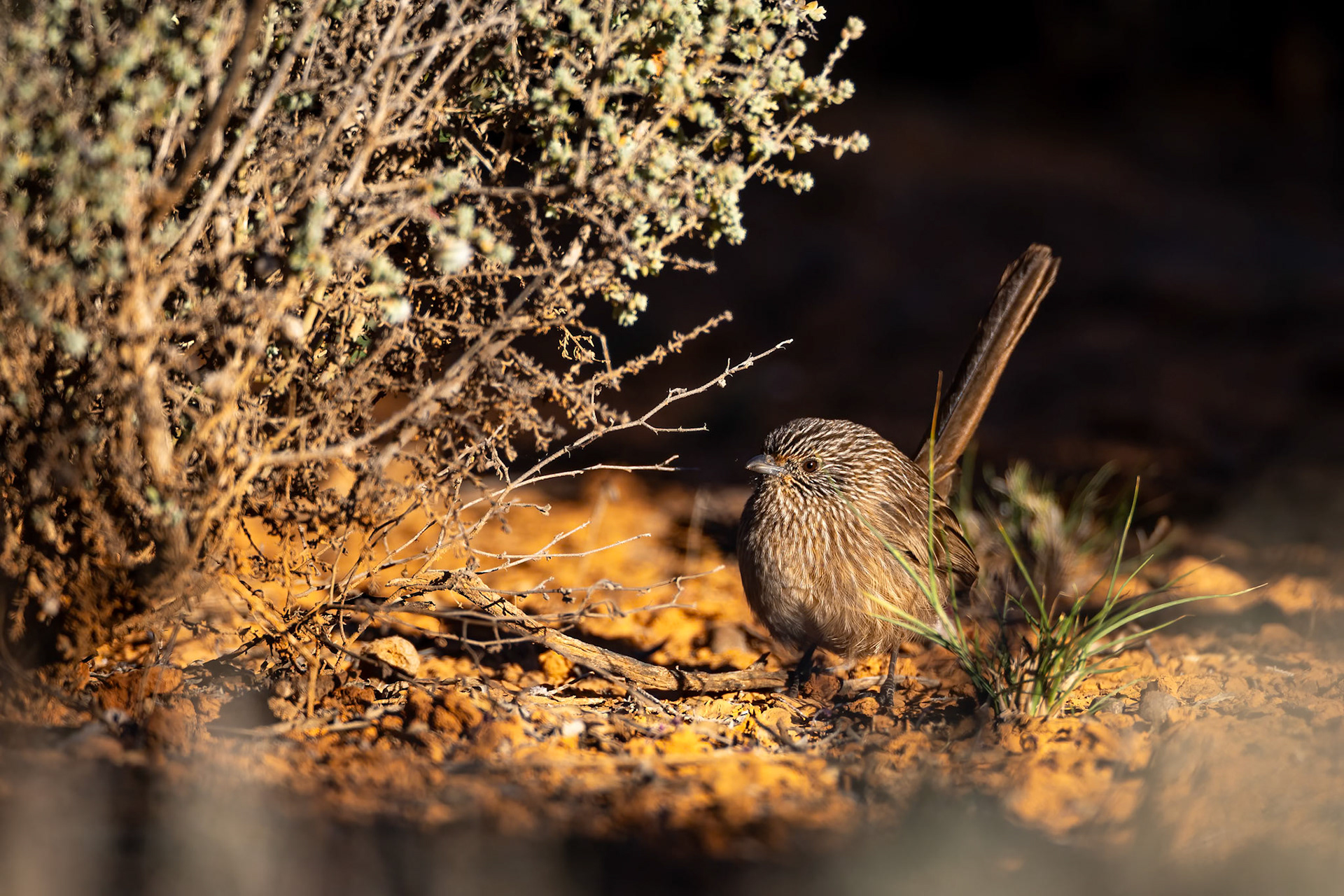 Western grasswren, Port Augusta, South Australia