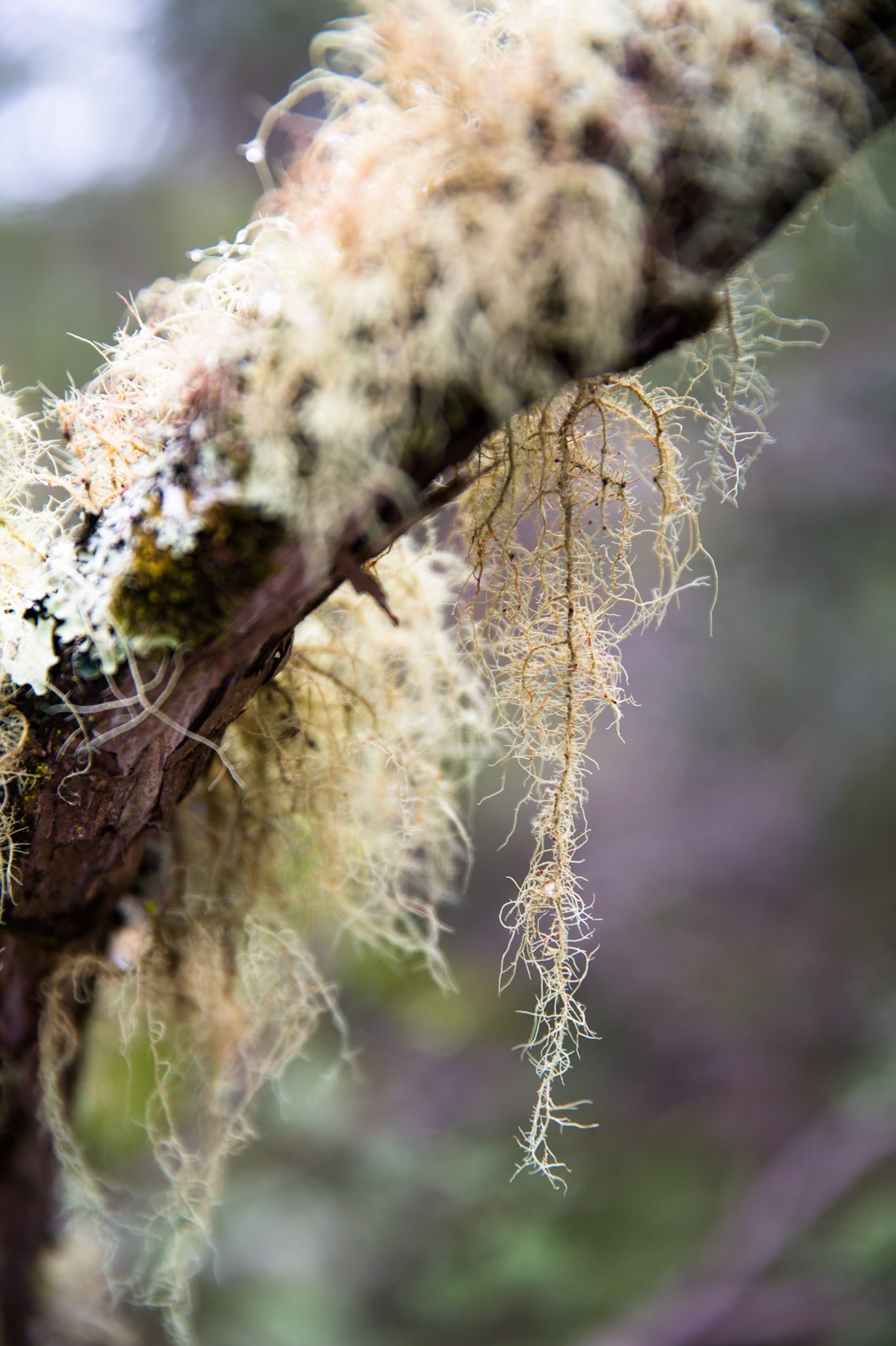 Crater Lake and Rainbow Mountain, Rotorua, New Zealand