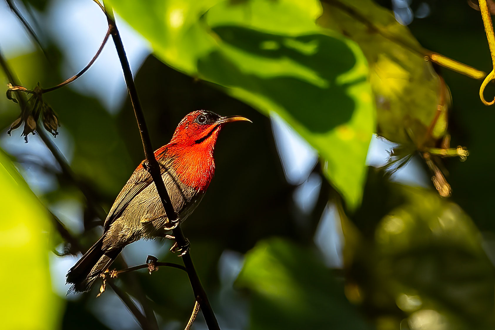 Crimson sunbired, Tabin, Borneo