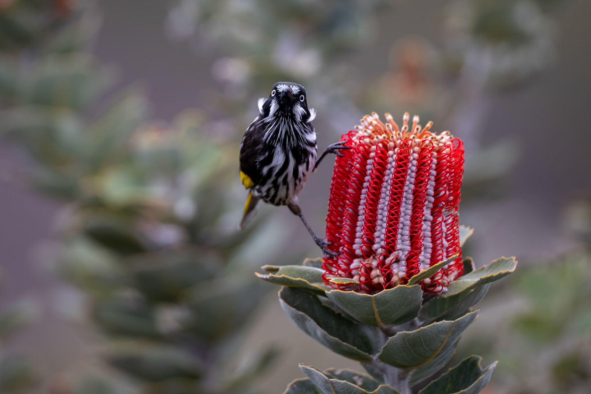 New Holland honey eater, Cheynes Beach, West Australia
