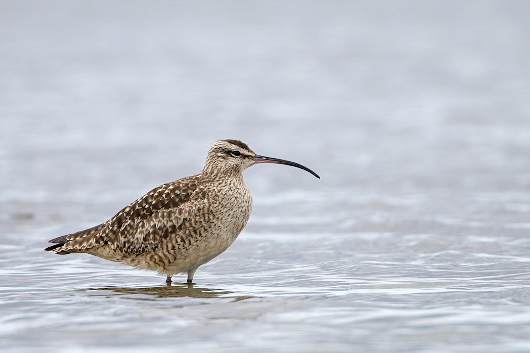 Whimbrel, Puerto Varas Humedal, Lepihve, Chilé