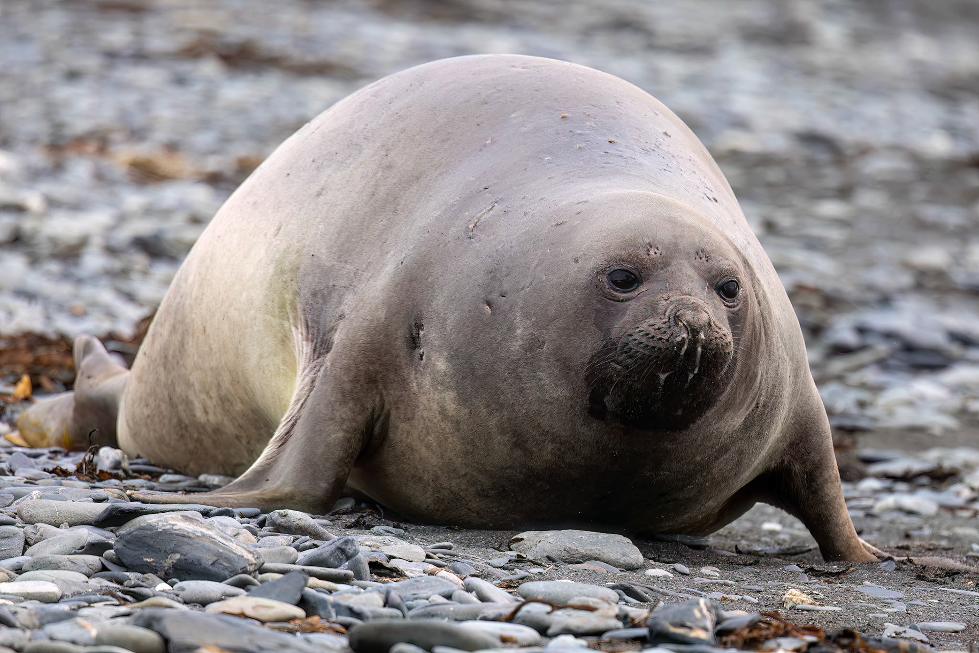 Elephant seal, Rosita Bay, South Georgia
