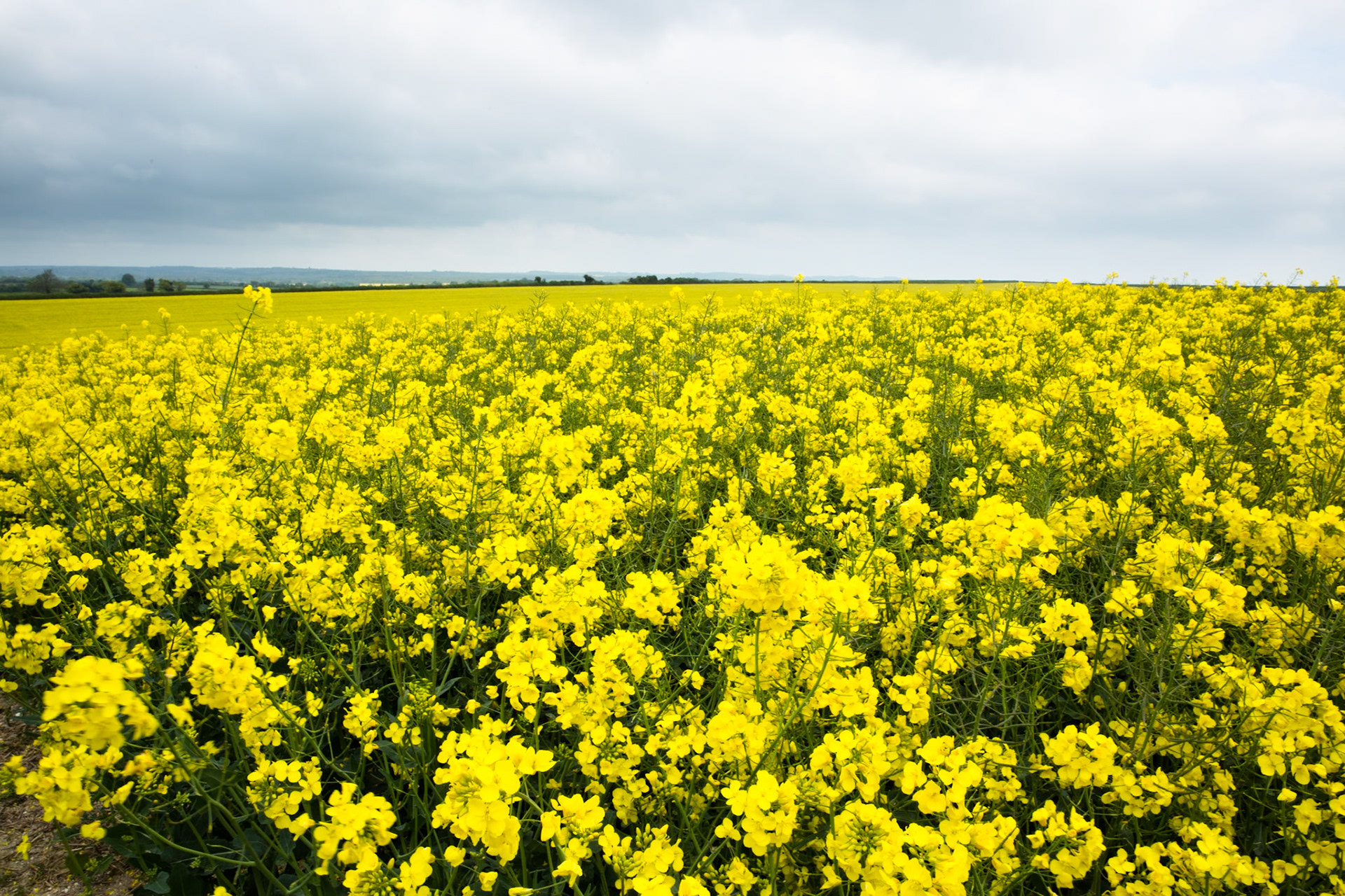 En route from Cambo House to Old Sarum, Dorset