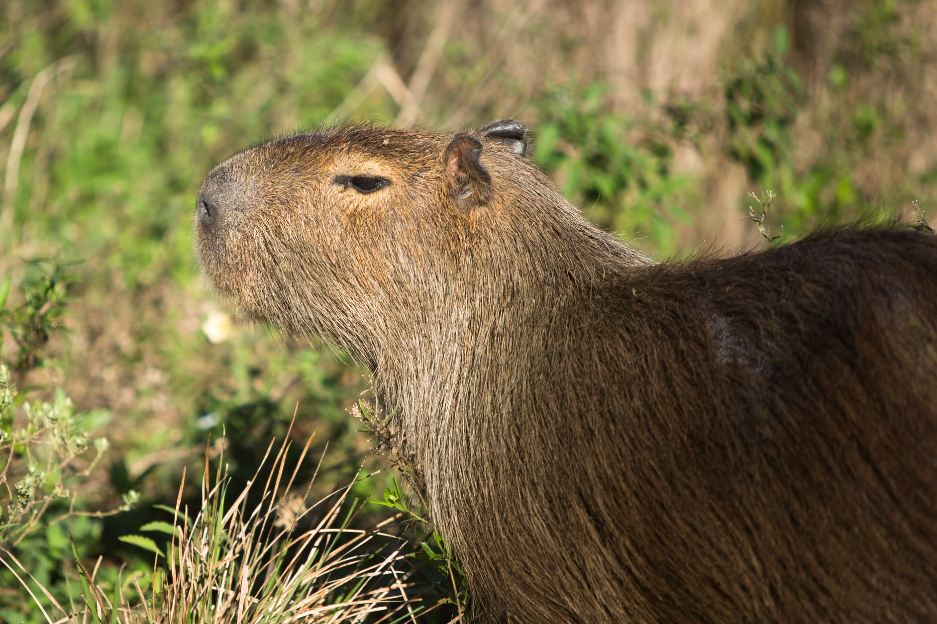 Puerto Valle Esteros, Ibera wetlands, Corrientes, Argentina