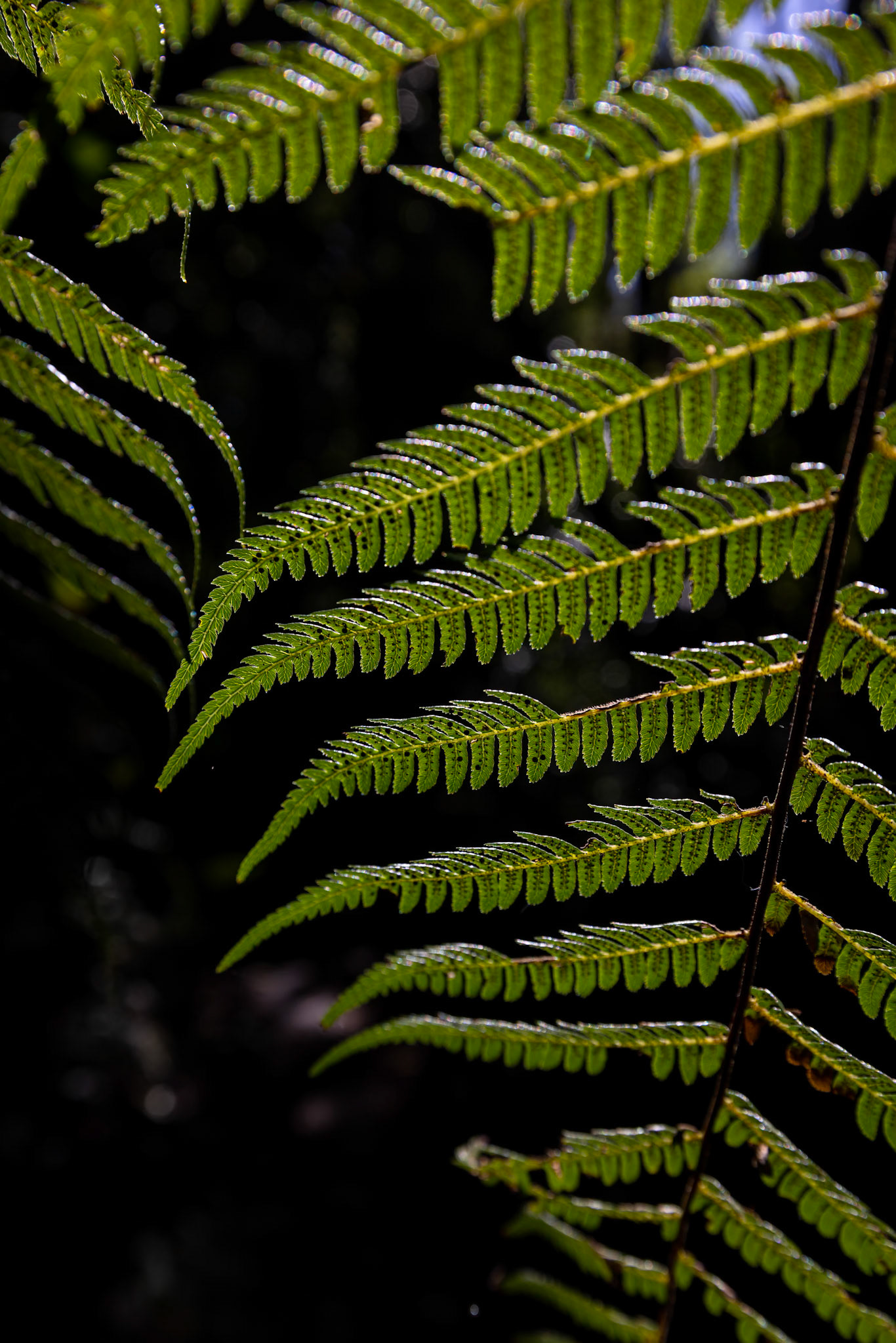 O'Reilly's Rainforest Retreat, Lamington National Park, Queensland, Australia