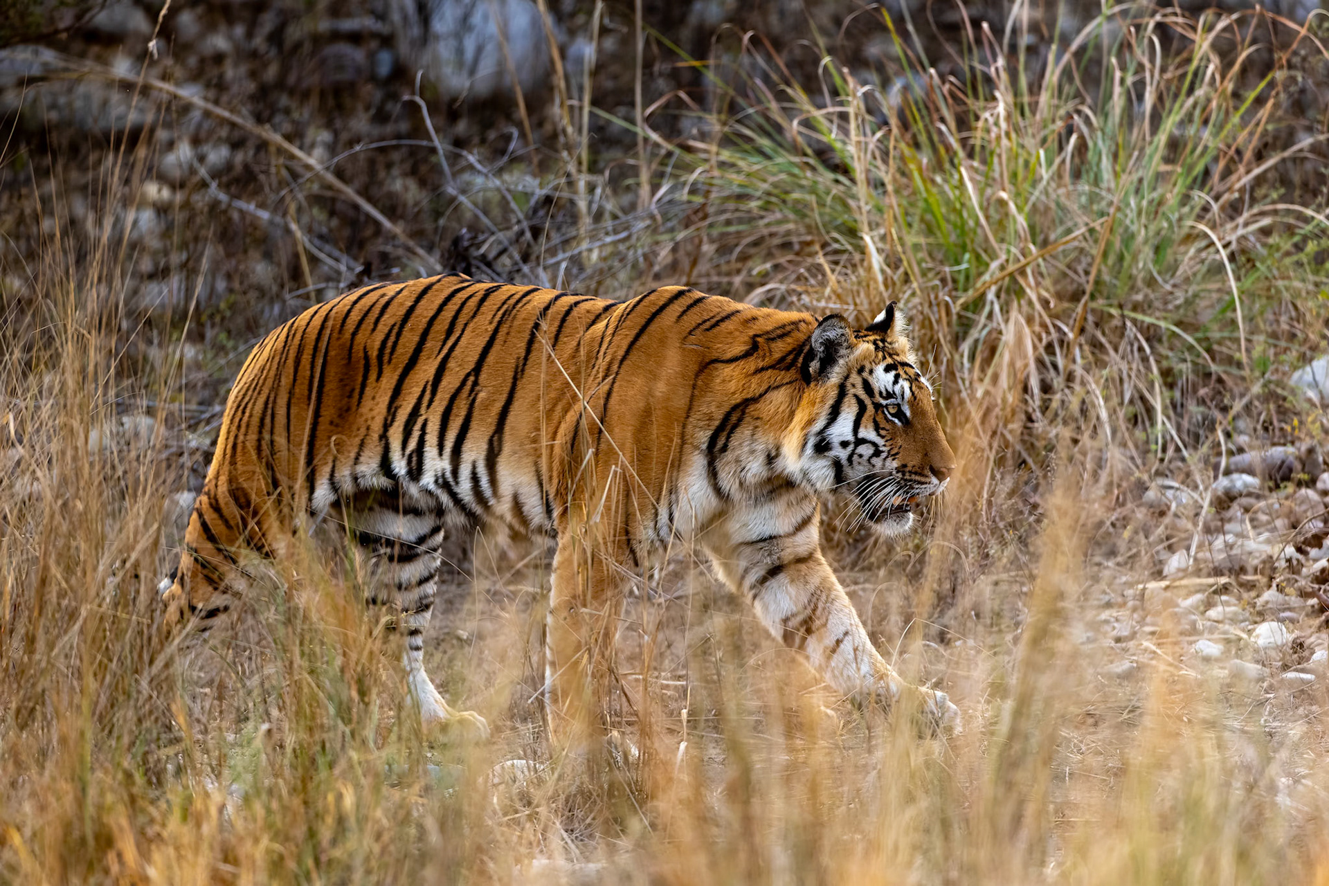Bengal tiger, Corbett Tiger Reserve, India