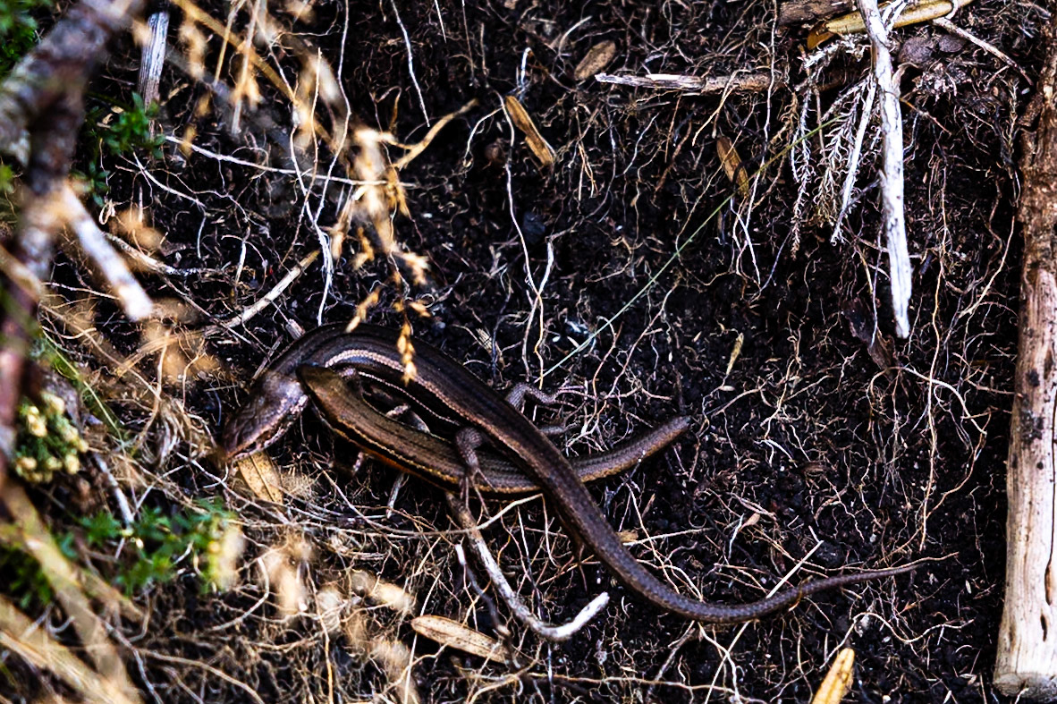 Guthega to Charlotte's Pass, Snowies Alpine Trail, Snowy Mountains, New South Wales, Australia