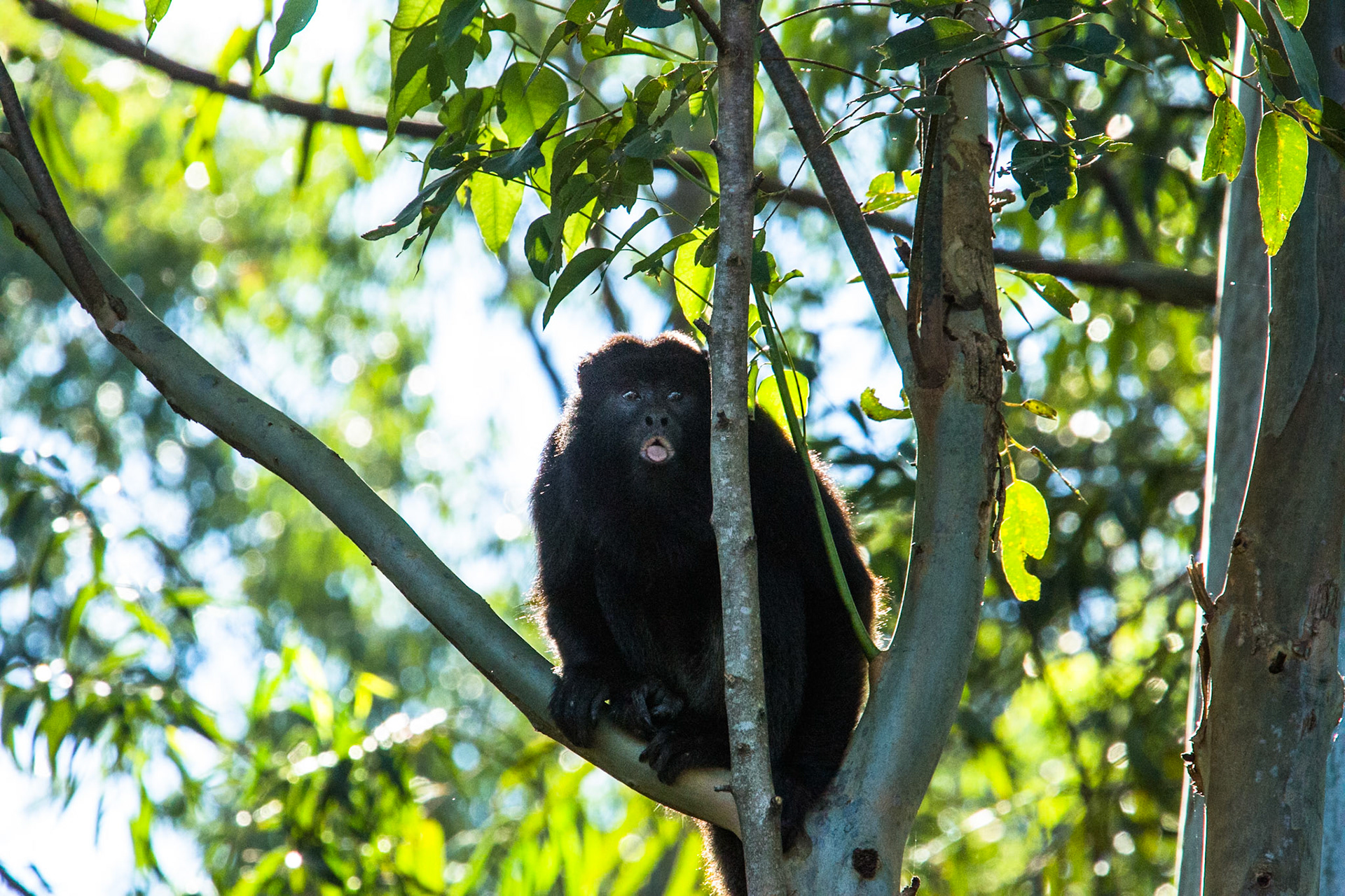 Howler monkey, Puerto Valle Esteros, Ibera wetlands, Corrientes, Argentina