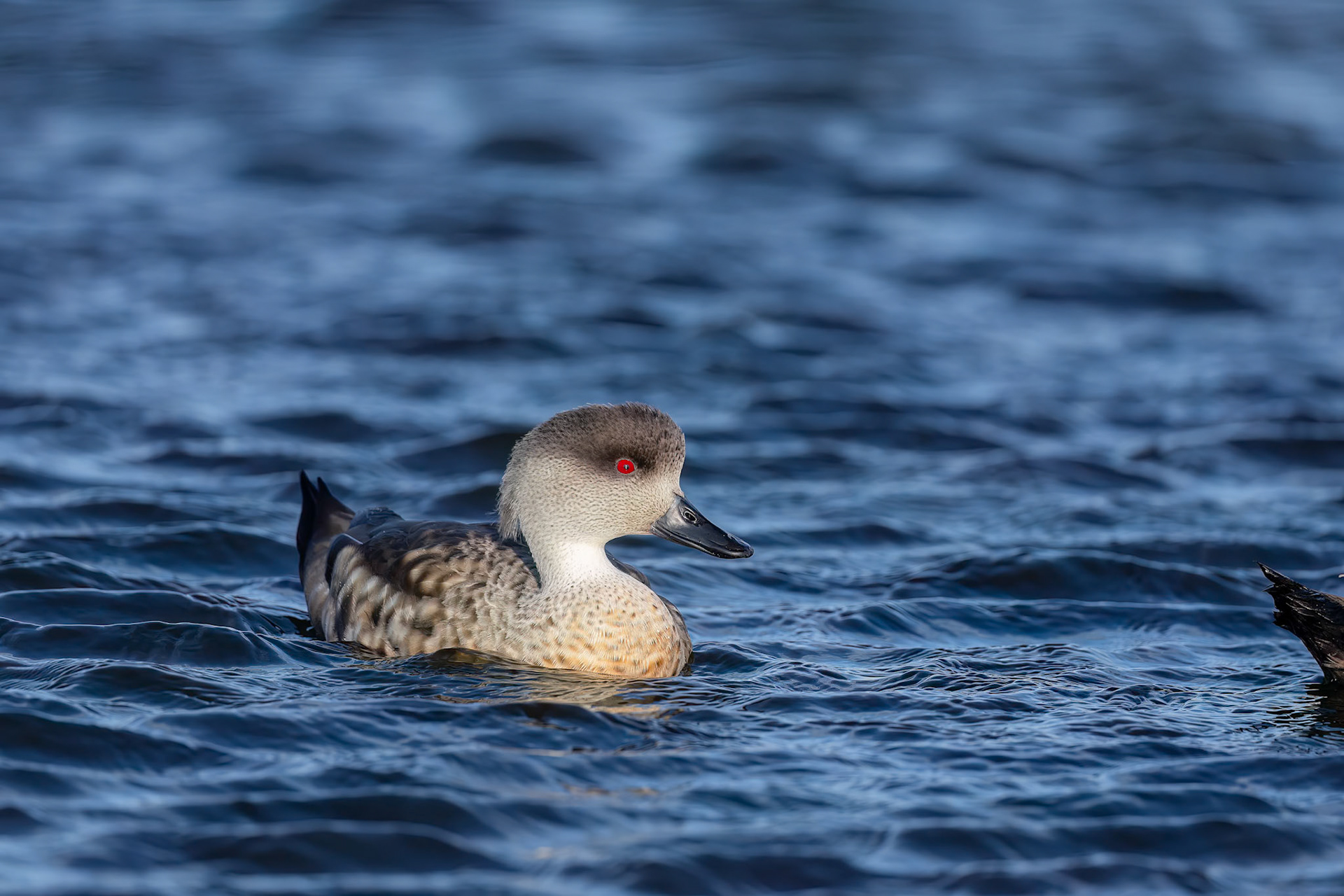 Crested duck, Bleaker Island, Falkland Islands