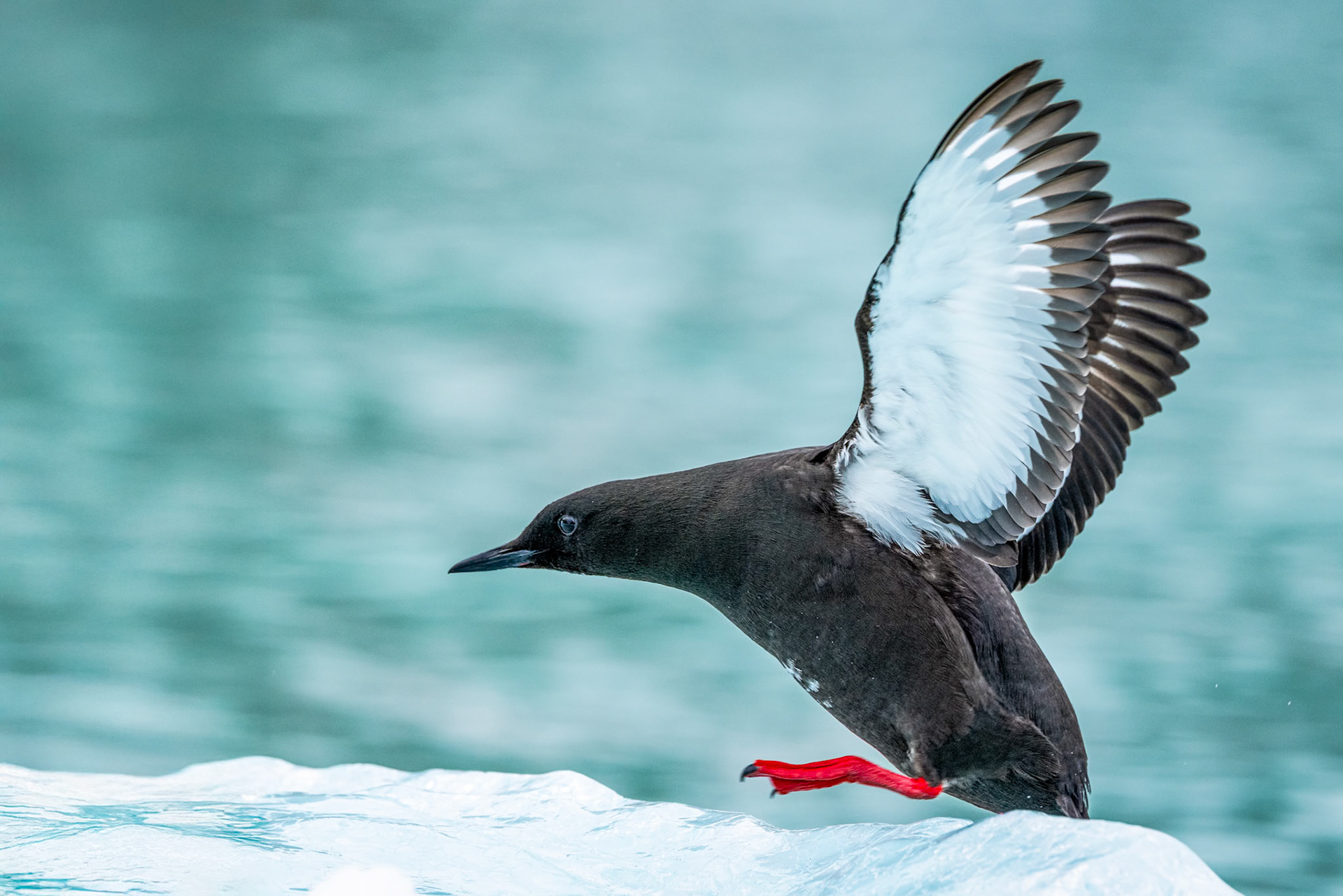 Black guillemot, Magdelena Fjord, Svalbard, Norway
