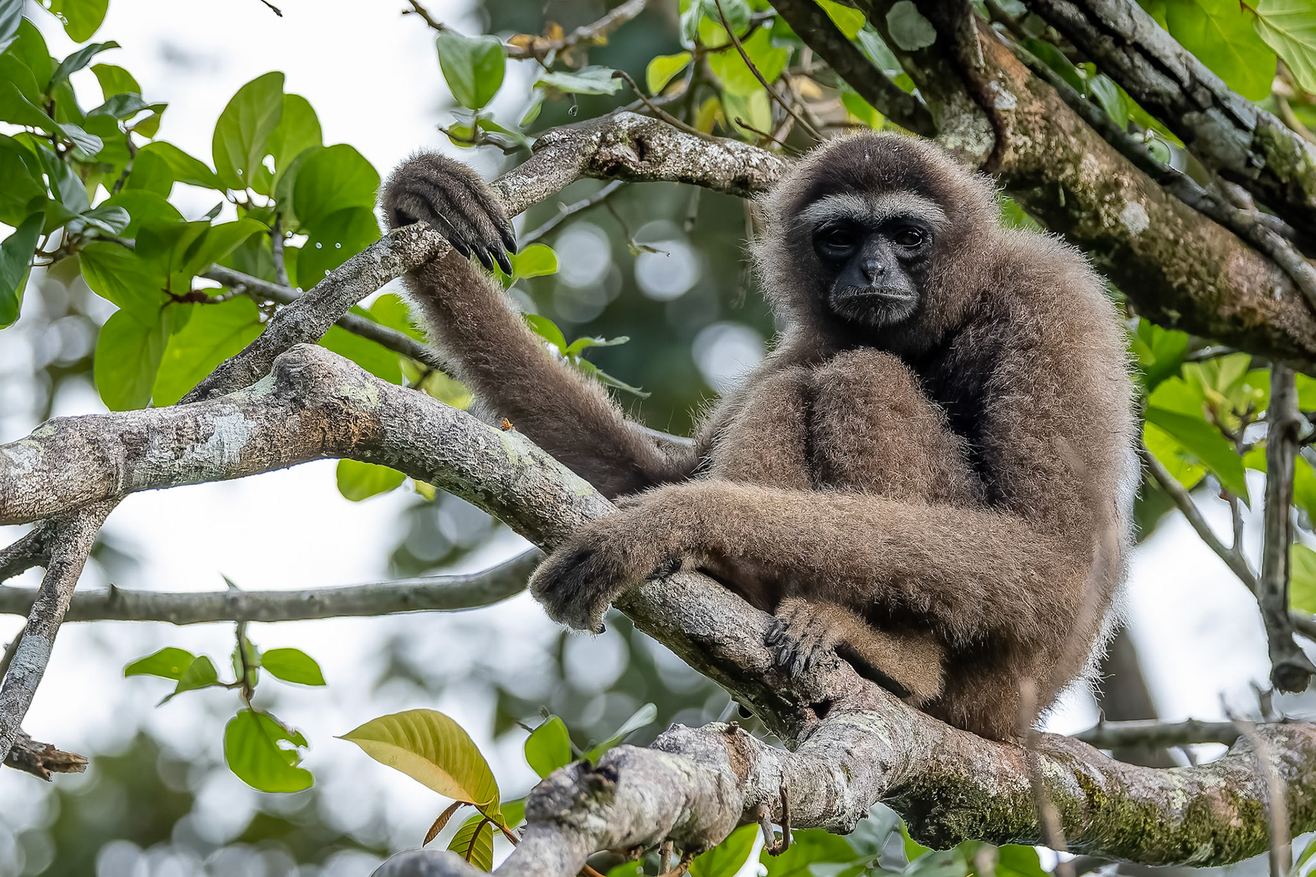 Eastern grey gibbon, Sepilok, Borneo