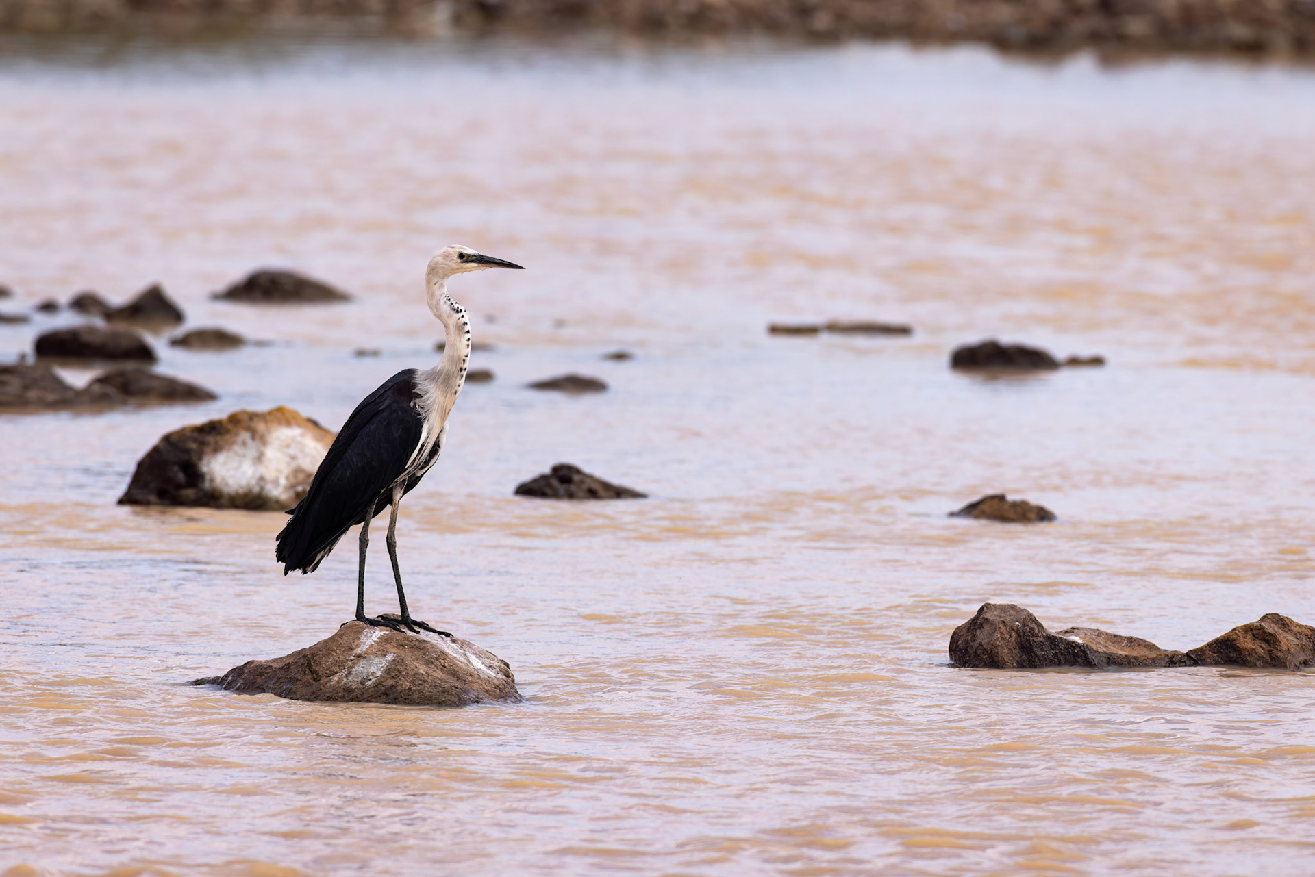 White-necked heron, Birdsville, Queensland, Australia