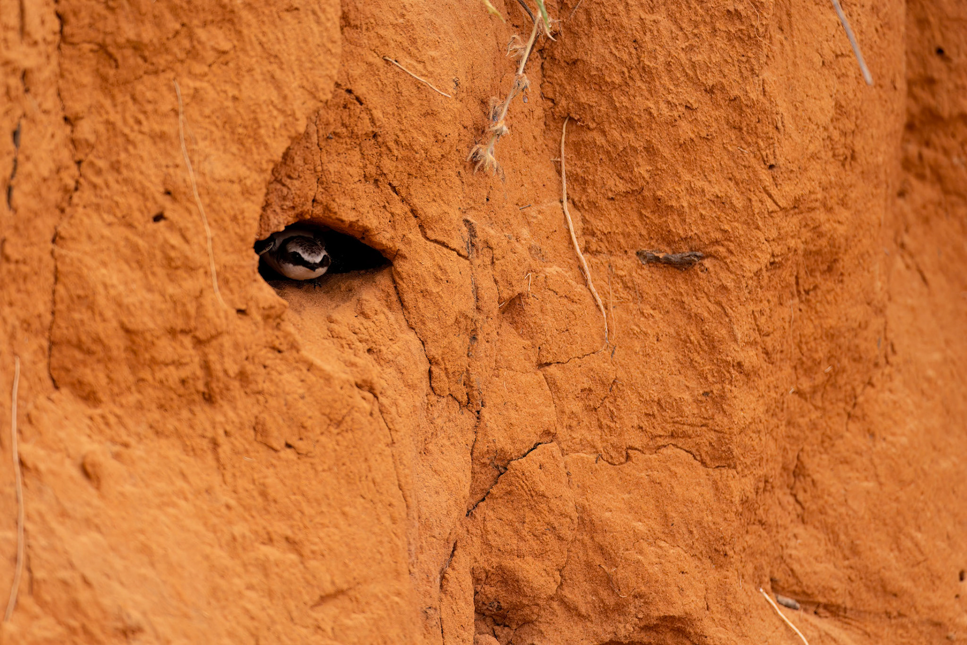 White-backed swallow, Boulia to Birdsville, Queensland, Australia