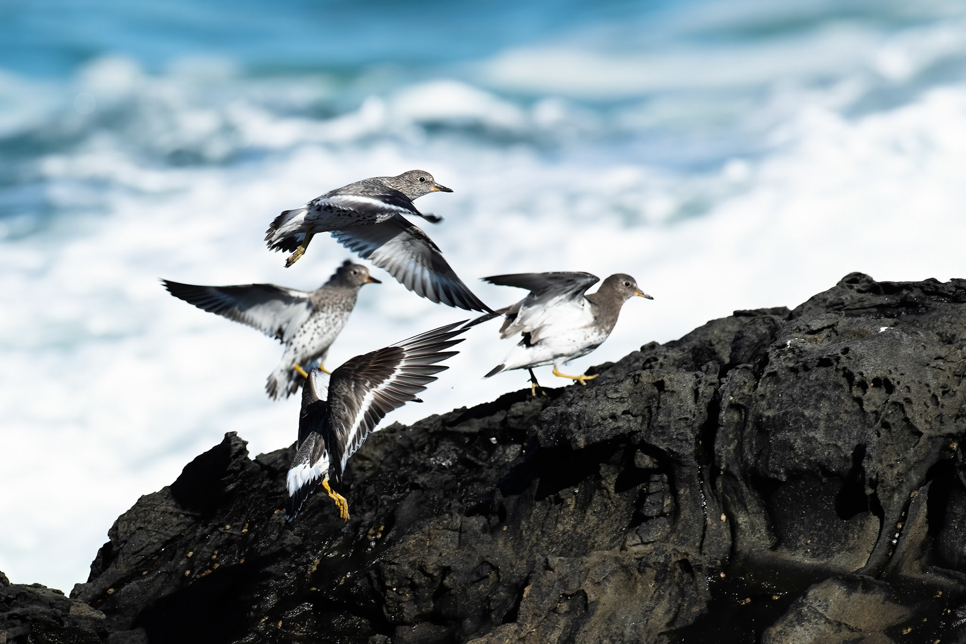 Surfbird, Vinã del Mar, Chilé