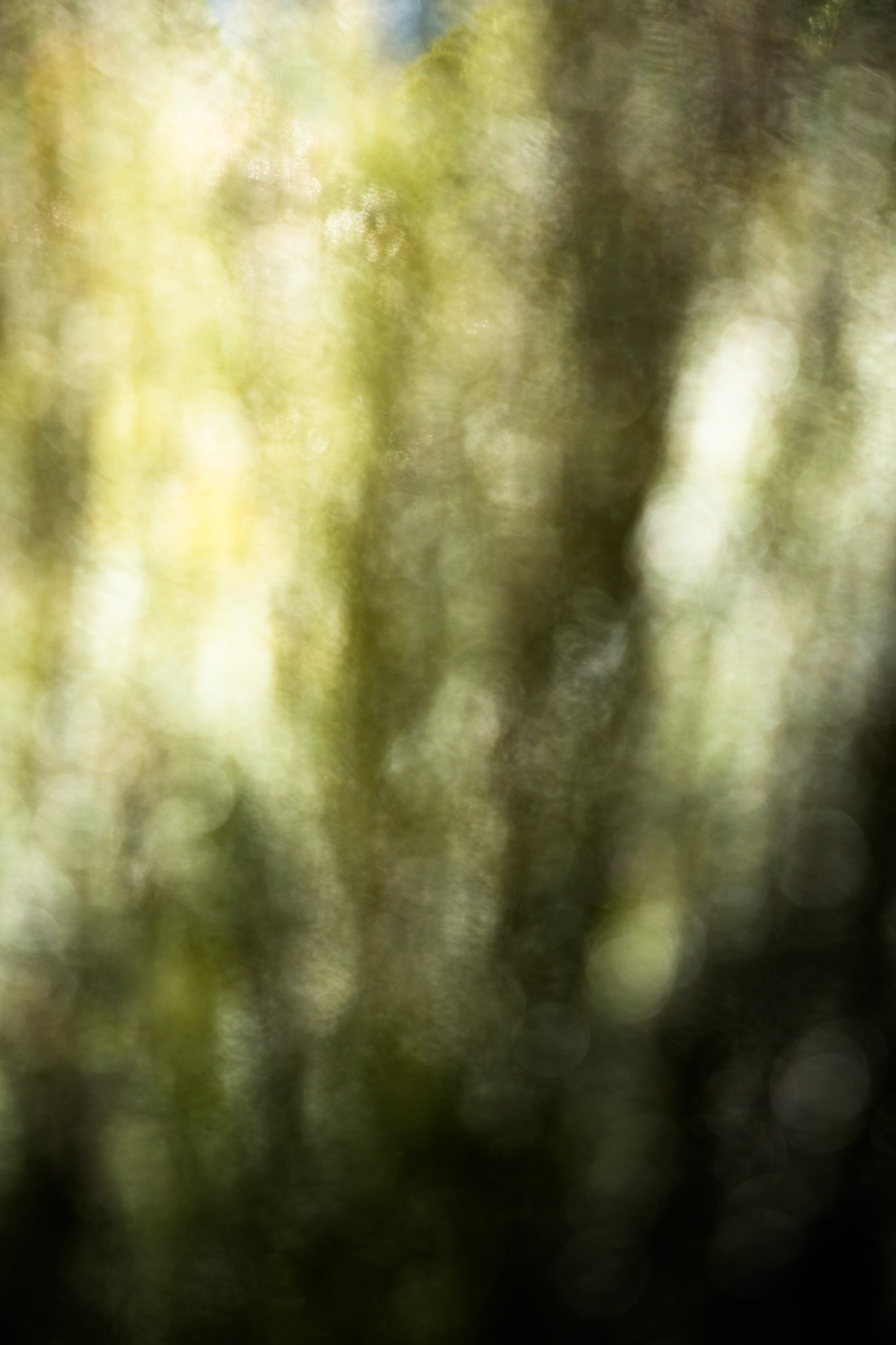 Blue Mountains Botanic Gardens, Mount Tomah