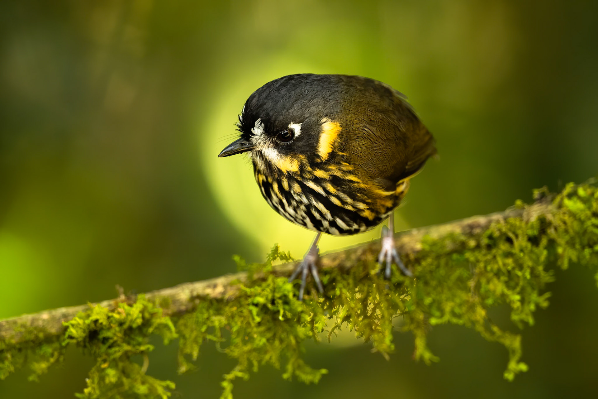 Crescent-faced antpitta, Hacienda el Bosque, Colombia