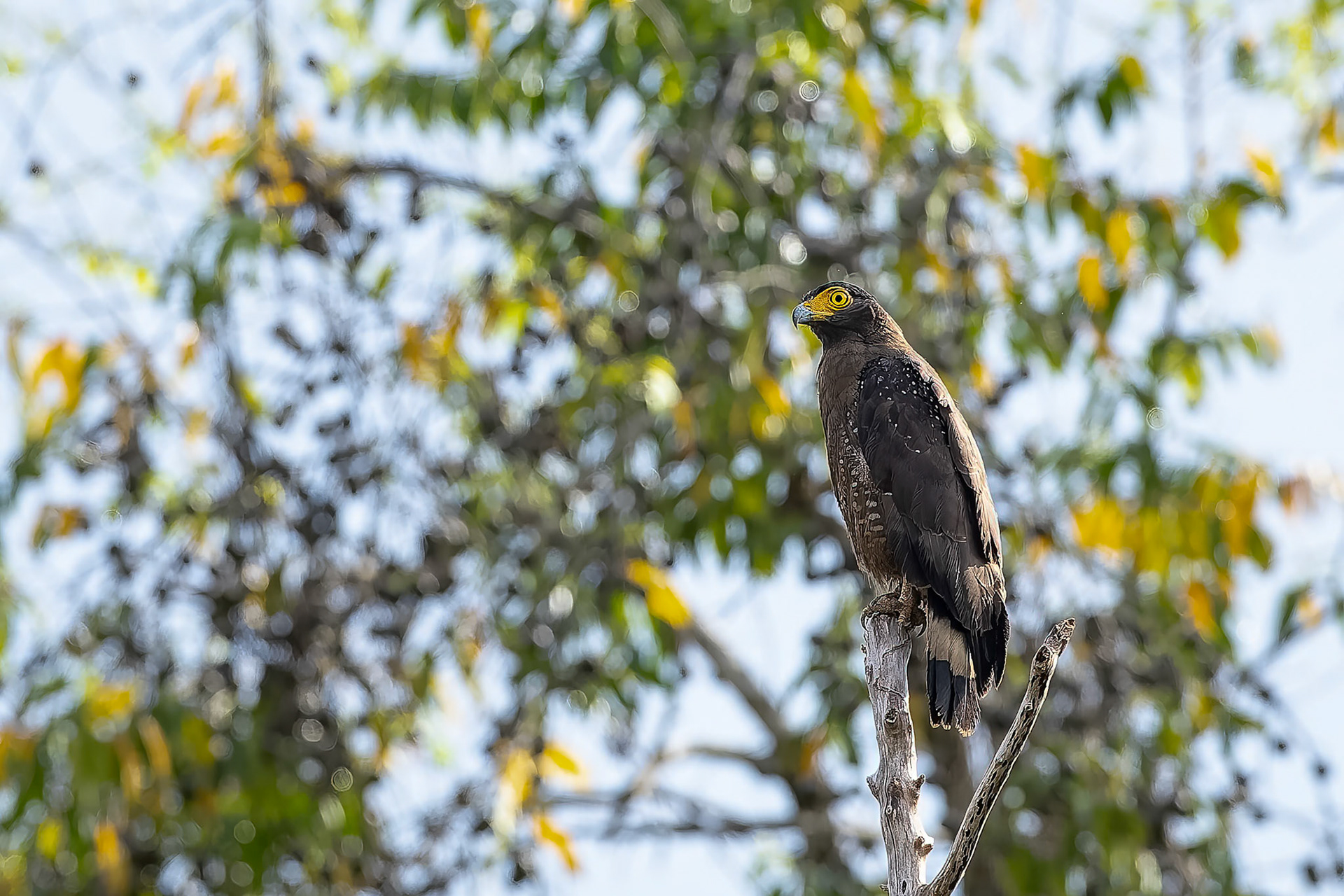 Crested serpent-eagle, Sukau, Borneo