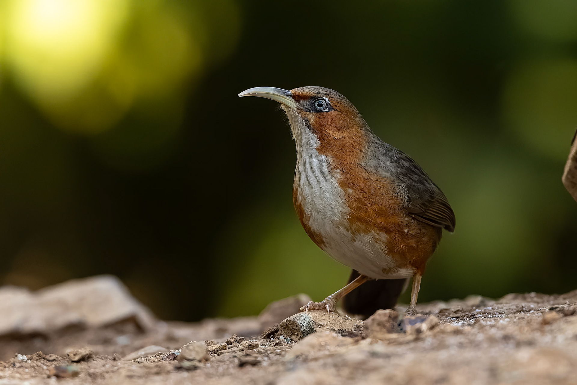 Rusty cheeked scimitar babbler, Bird's Den, Corbett Tiger Reserve, India