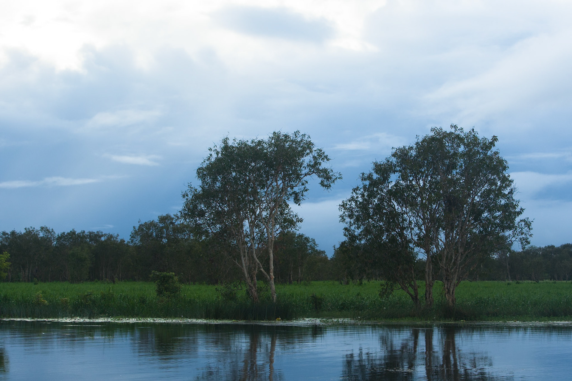 Trees, Cooinda, Kakadu, Northern Territory