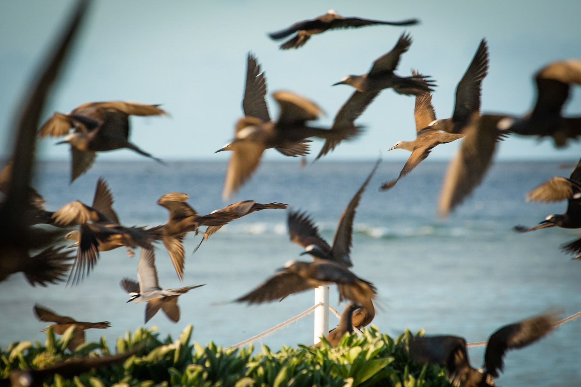 Common (brown) noddies in flight at sunrise, Lady Elliot Island, Queensland, Australia