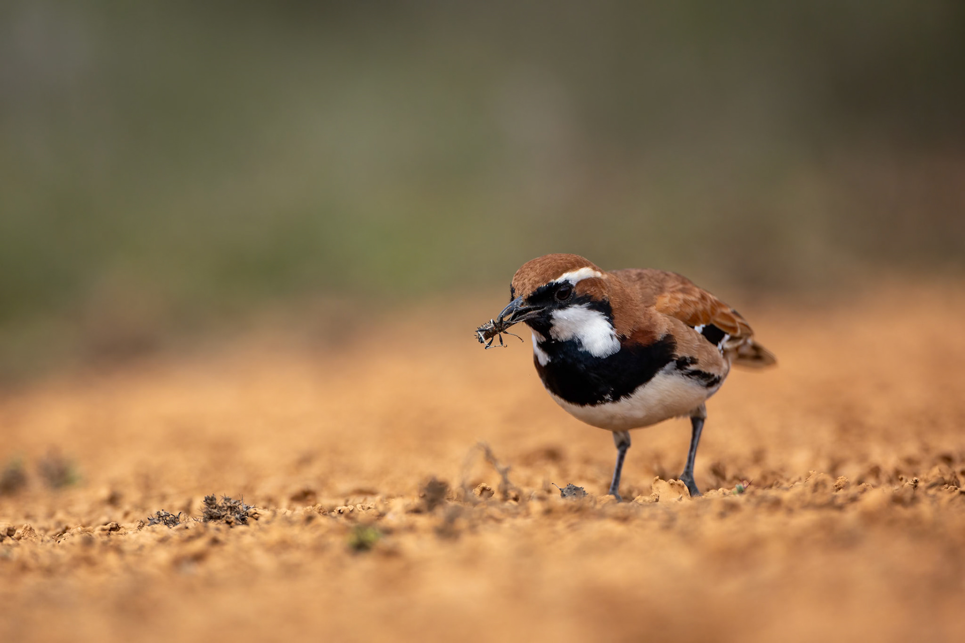 Nullarbor quail-thrush, Nullarbor Roadhouse, South Australia