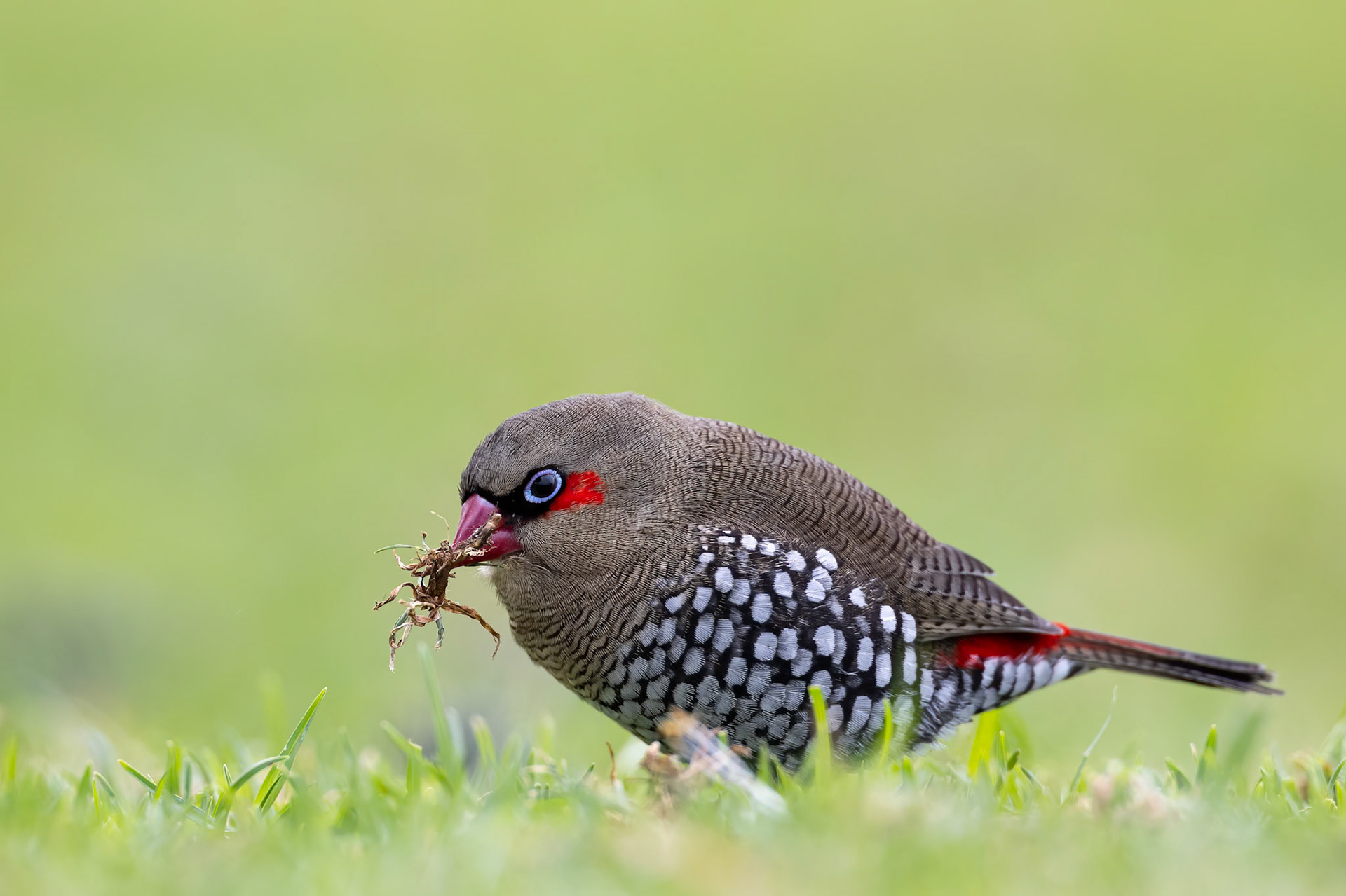 Red-eared firetail, Cheynes Beach, West Australia