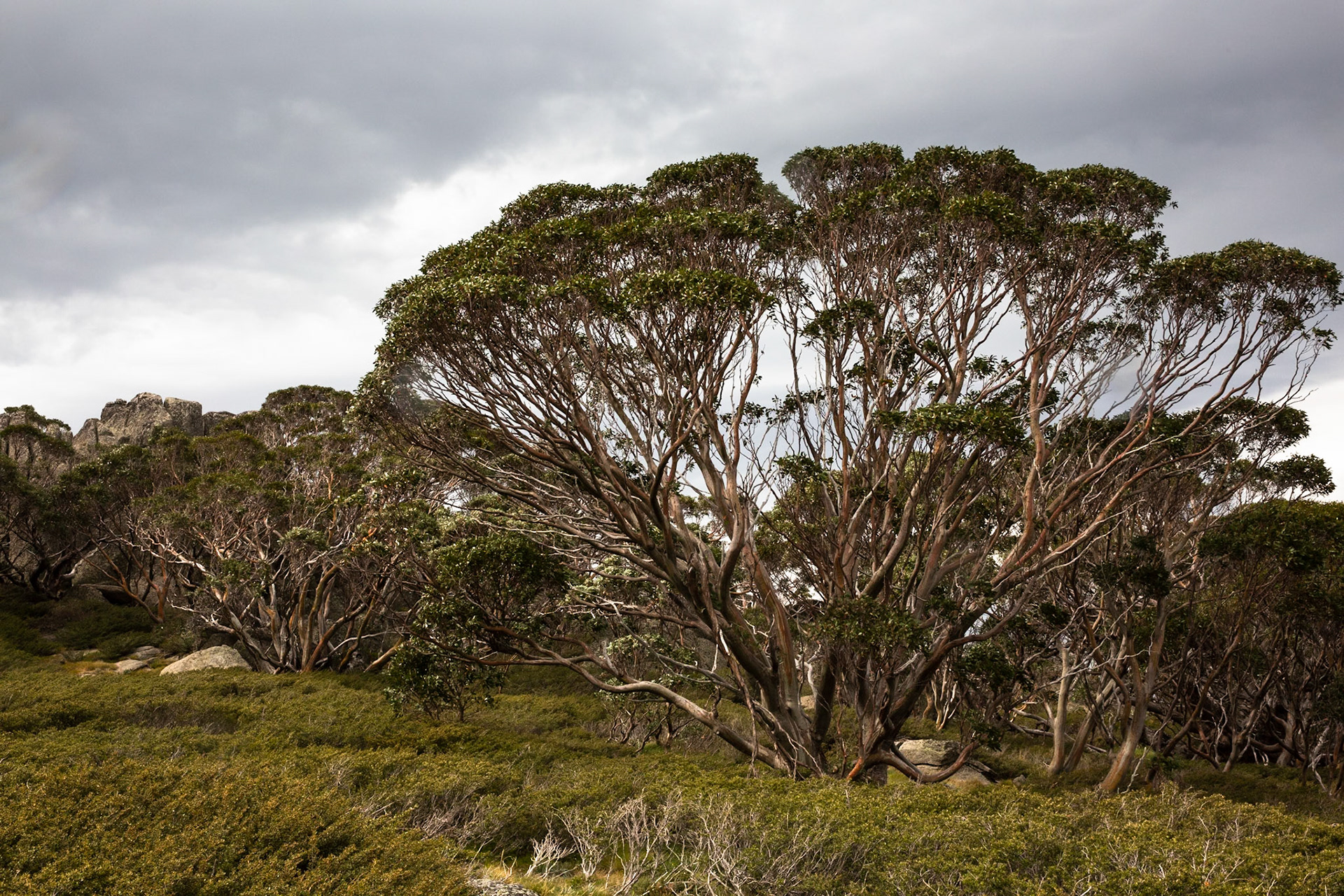 Thredbo to the cablecar and return, Mount Kosciuszko National Park, Snowy Mountains, New South Wales