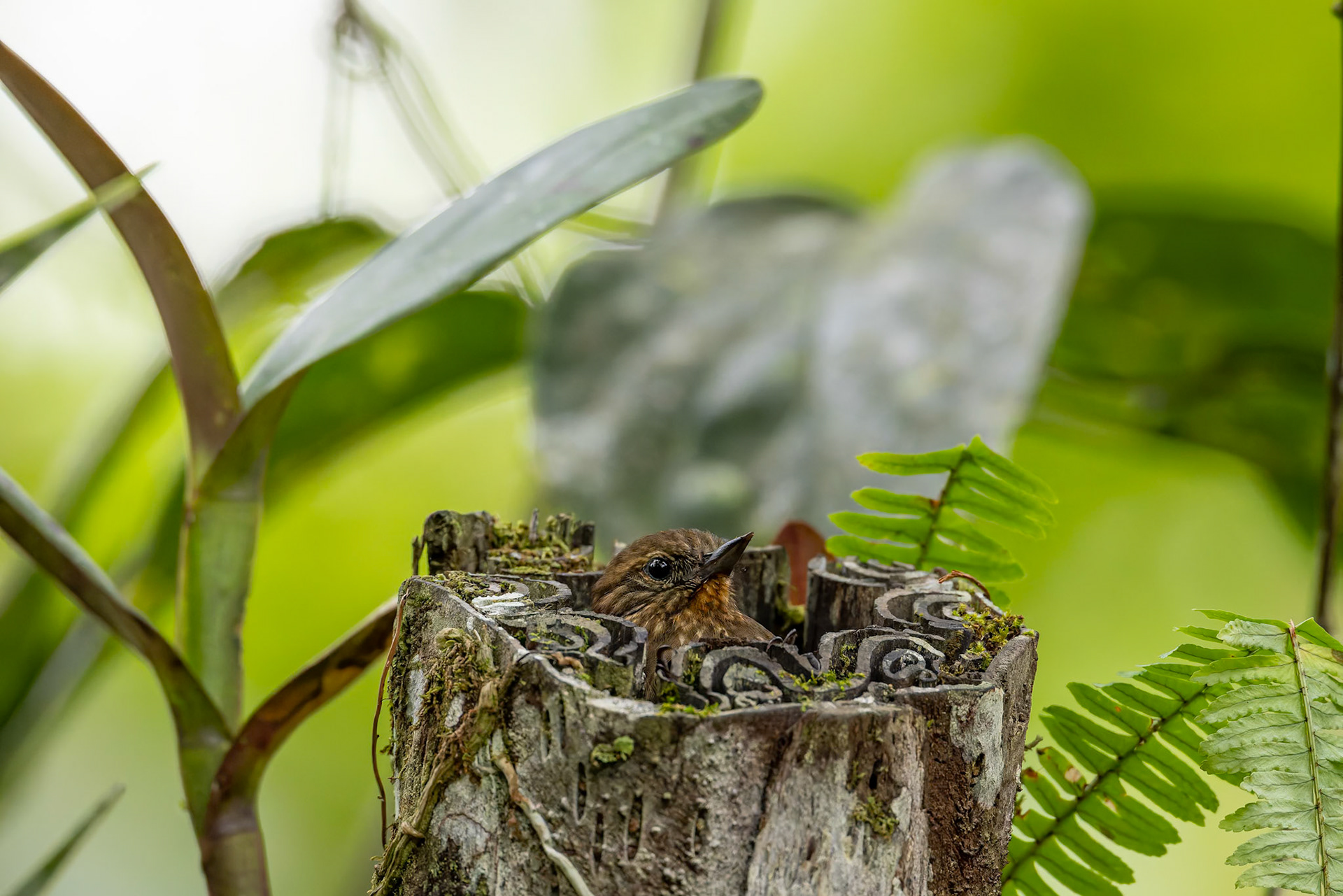 Wedge-billed woodcreeper, Copalinga Ecolodge, Copalinga, Ecuador