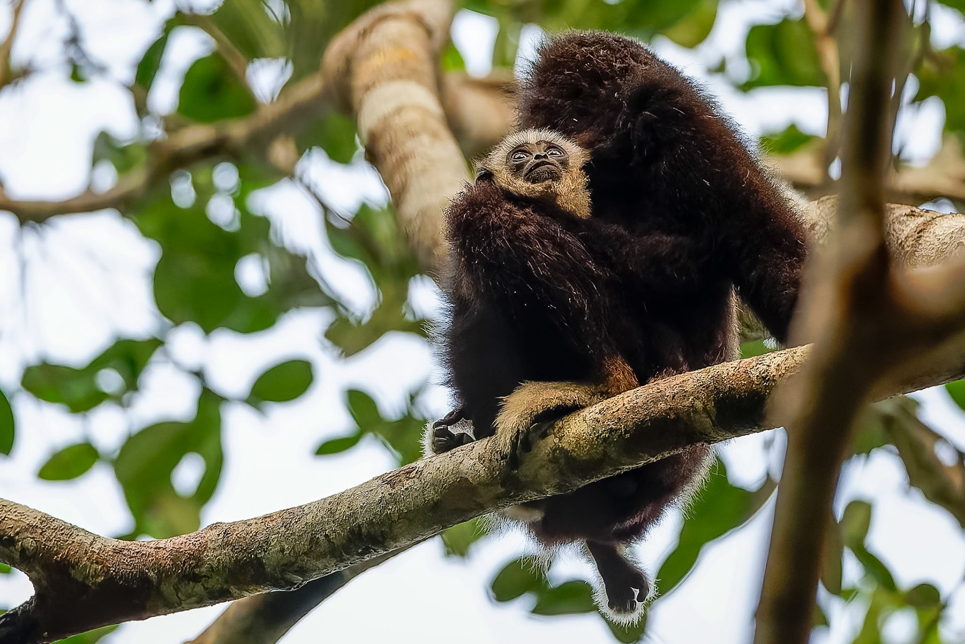 Lar Gibbon, Khaeng Krackan National Park, Thailand