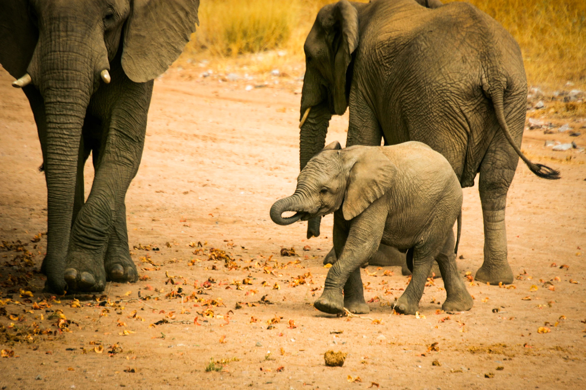 Swakopmund to Rhino Camp in Damaraland
