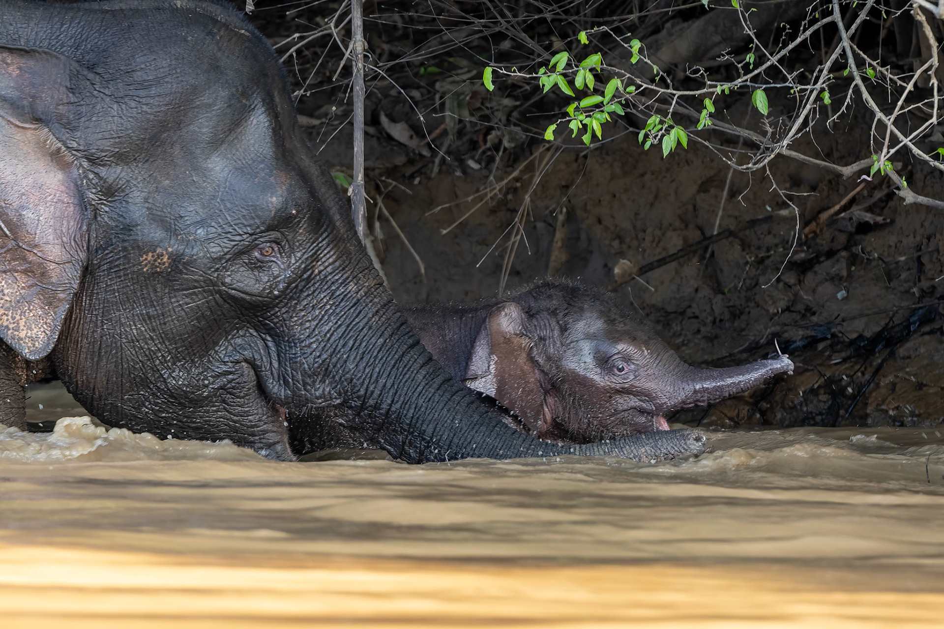 Borneo pygmy elephant, Sukau, Borneo