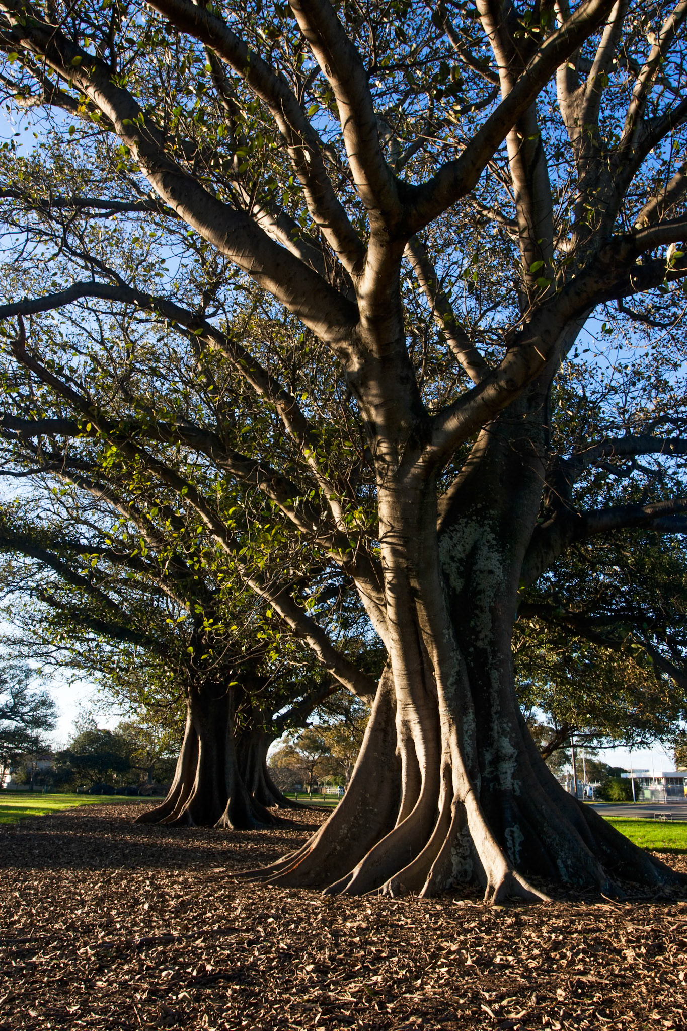 Moreton Bay figs near the Newcastle showgrounds off Cowper street
