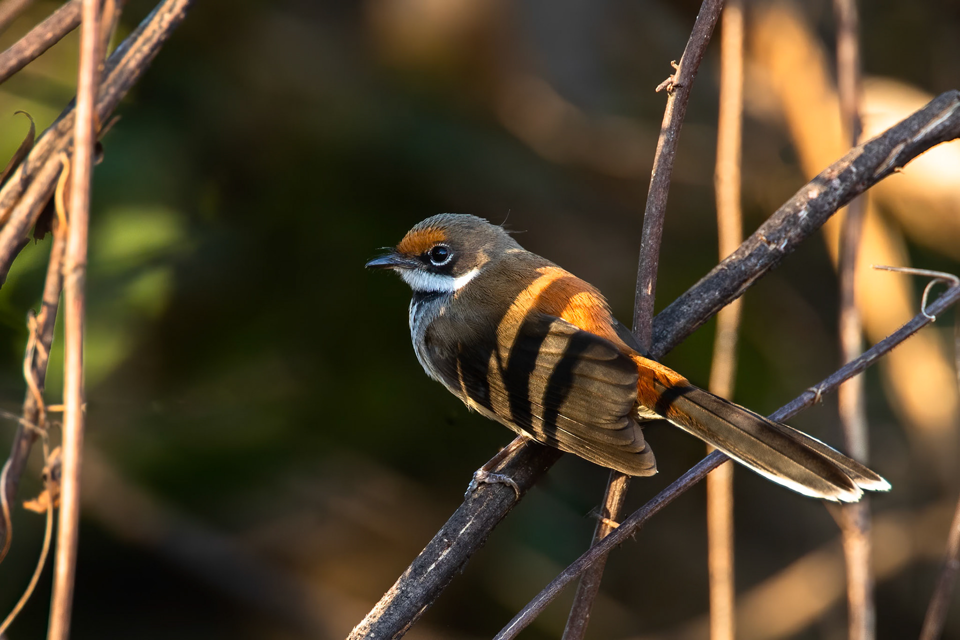 Arafura fantail, Nourlangie, Kakadu, Northern Territory, Australia