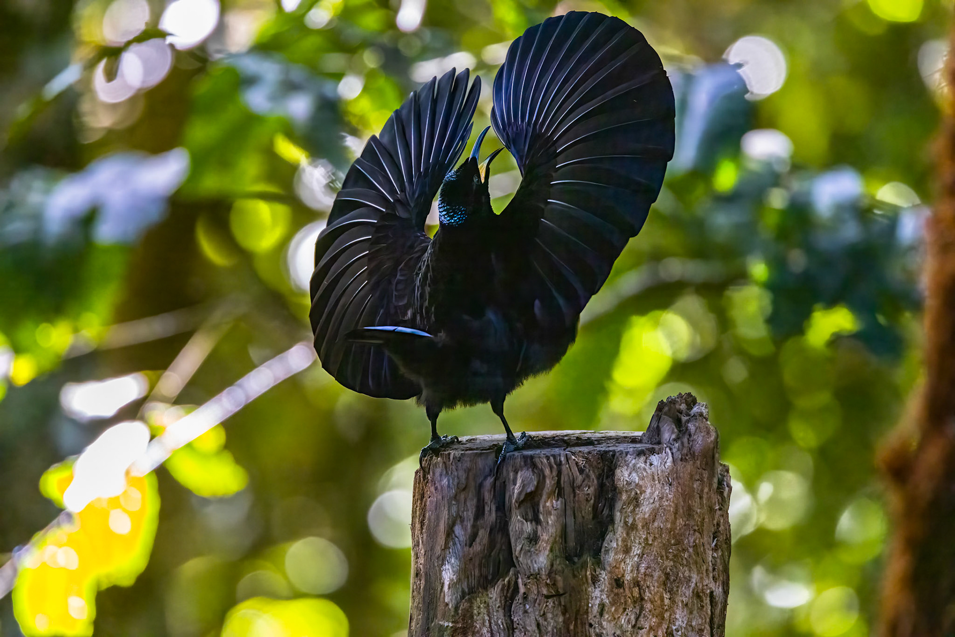 Victoria's riflebird, Lake Eacham, Atherton Tablelands, Queensland