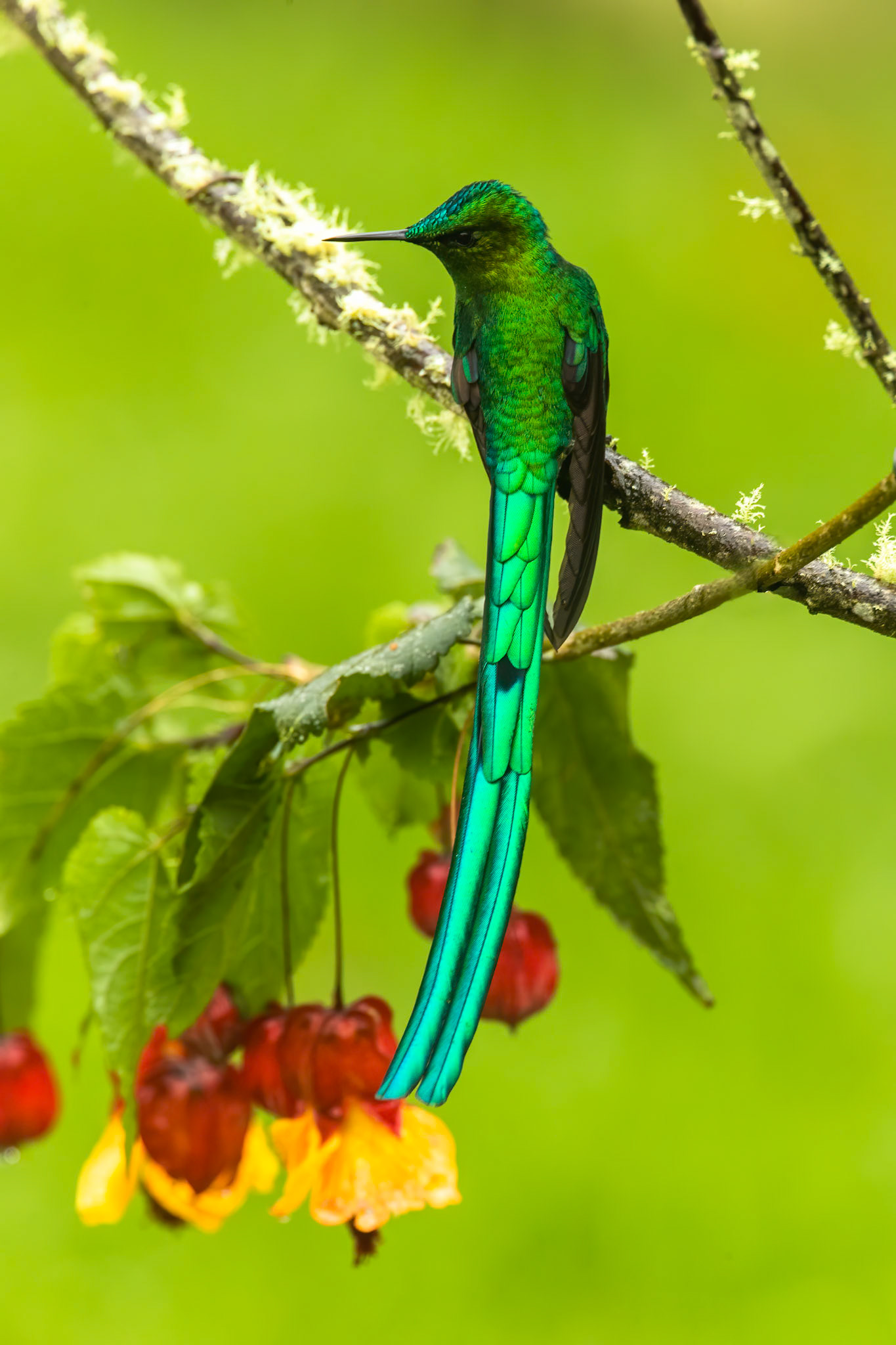 Long-tailed sylph, Rio Blanco, Colombia