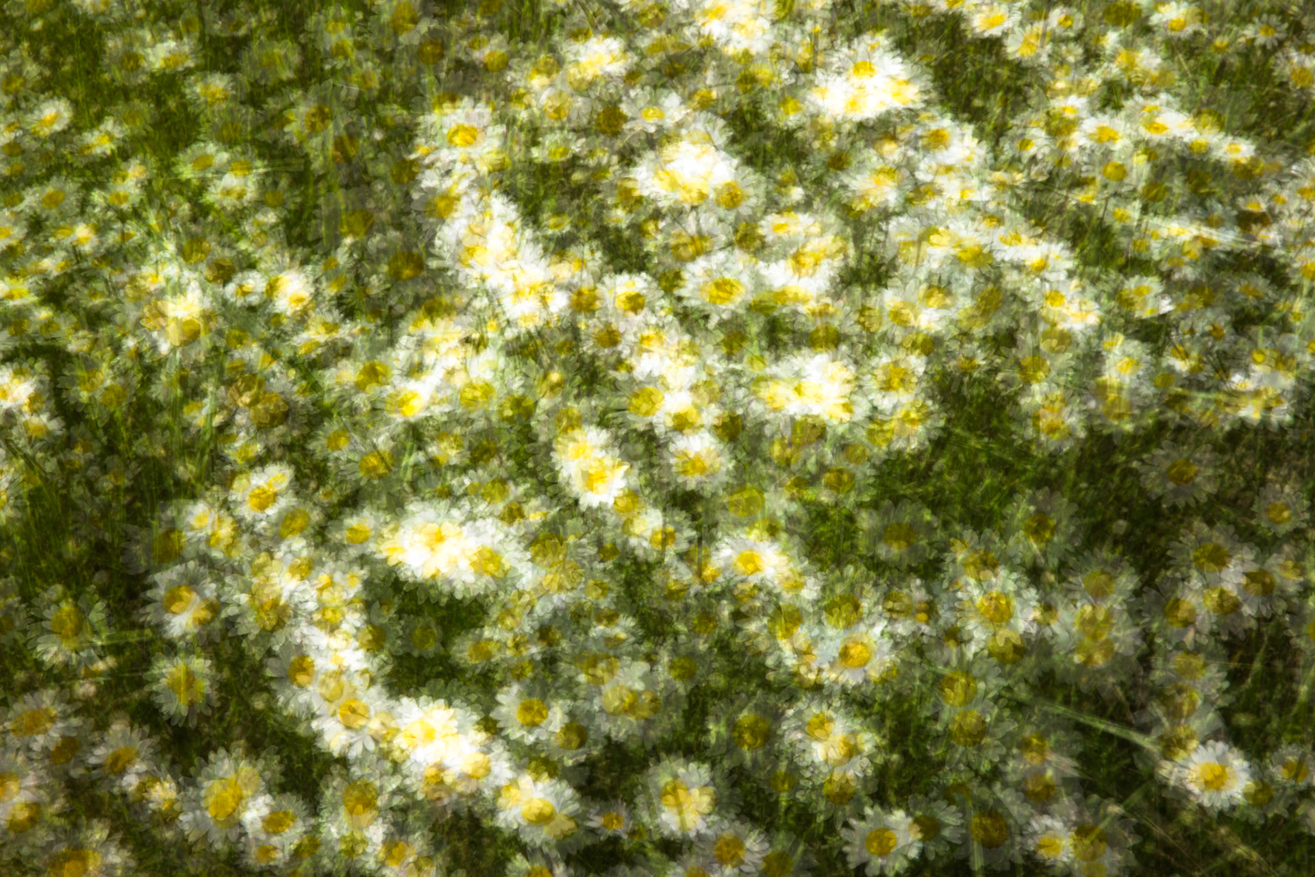 Daisies, Orange, New South Wales, Australia