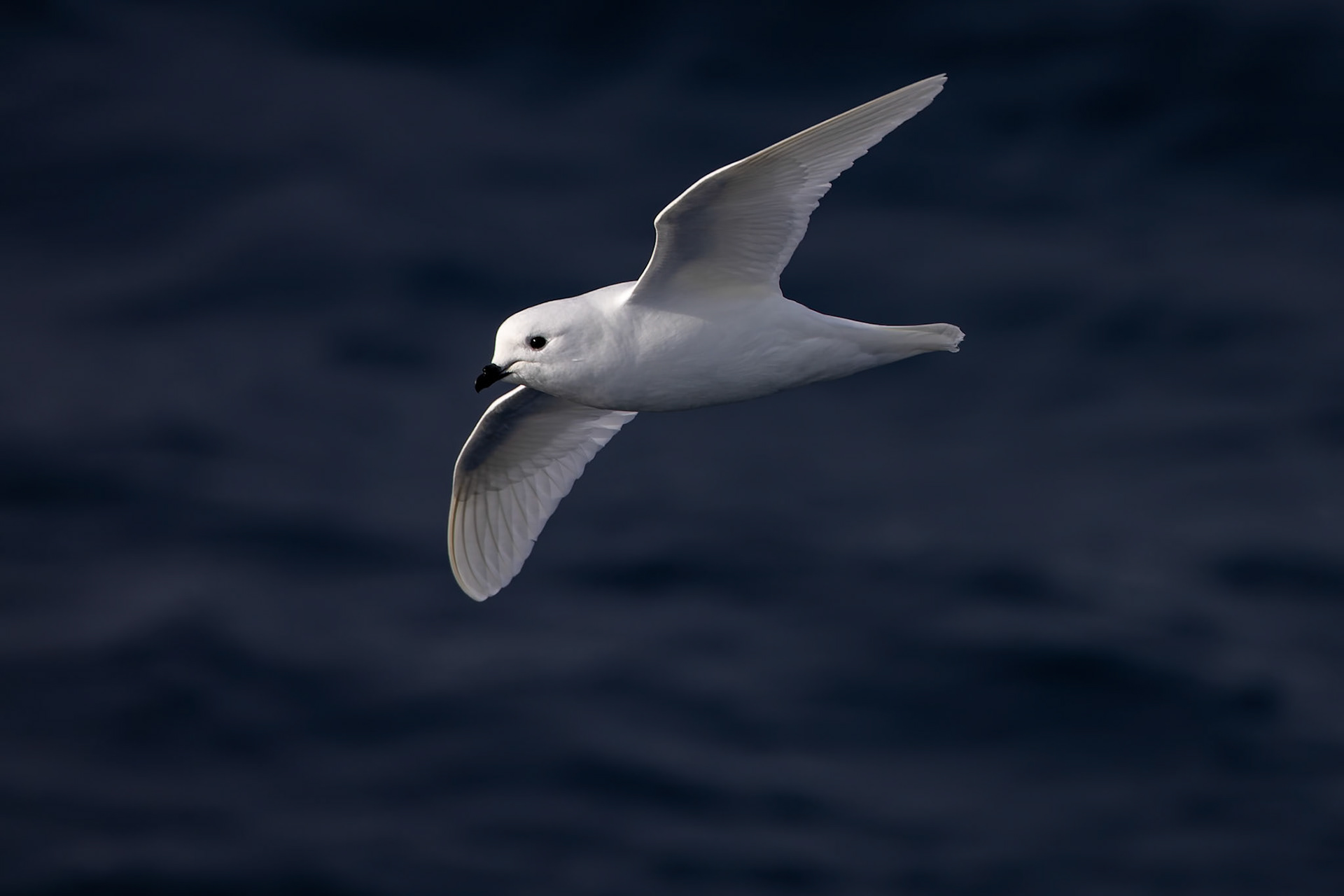 Snowy petrel, Useful Island, Antarctica